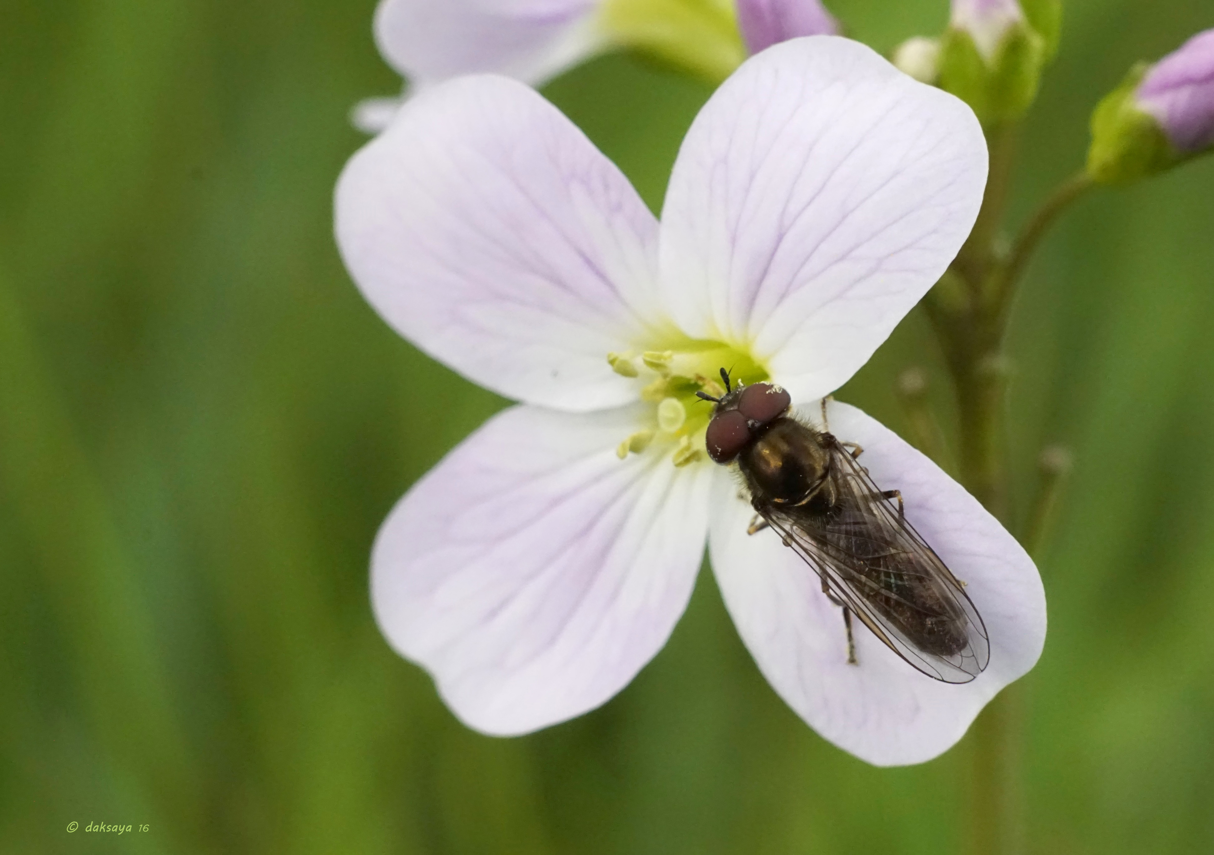 Gewone Driehoekzweefvlieg