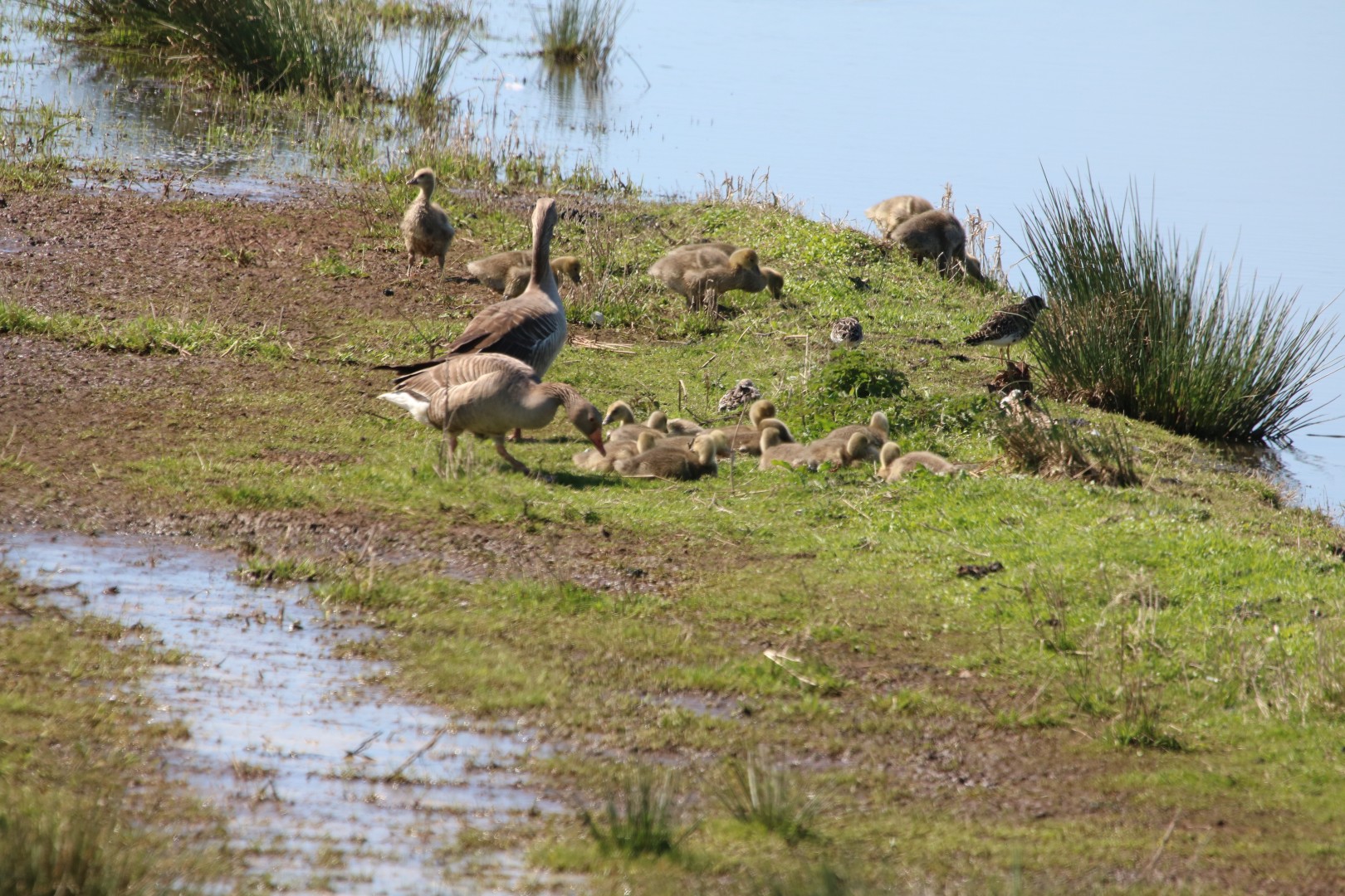 Fam.De Gans