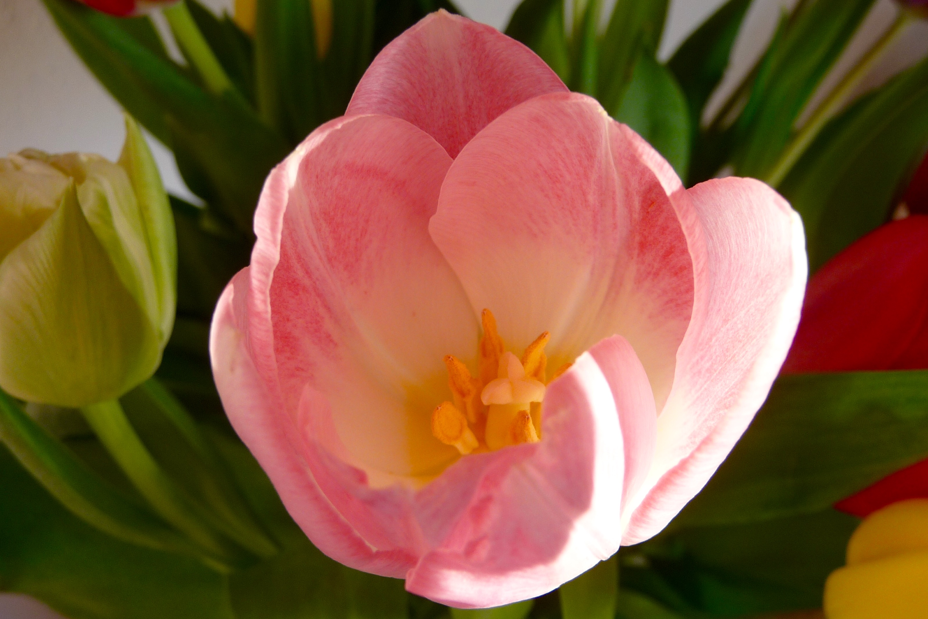 Tulp
