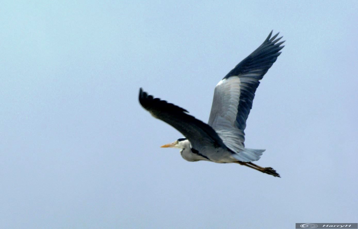 blauwe reiger in de vlucht