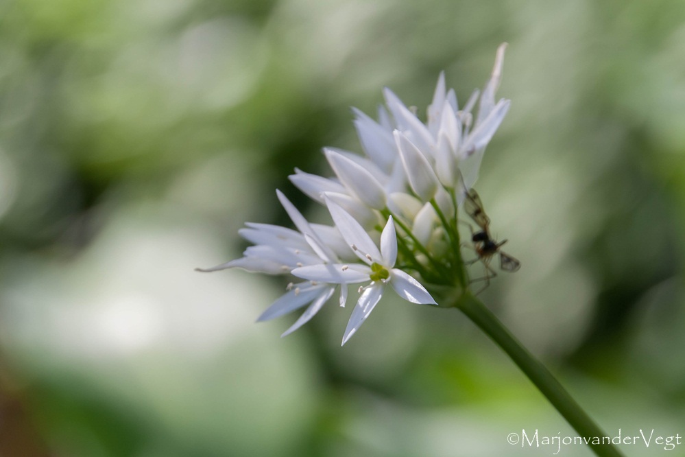 Daslook met Schorpioenvlieg