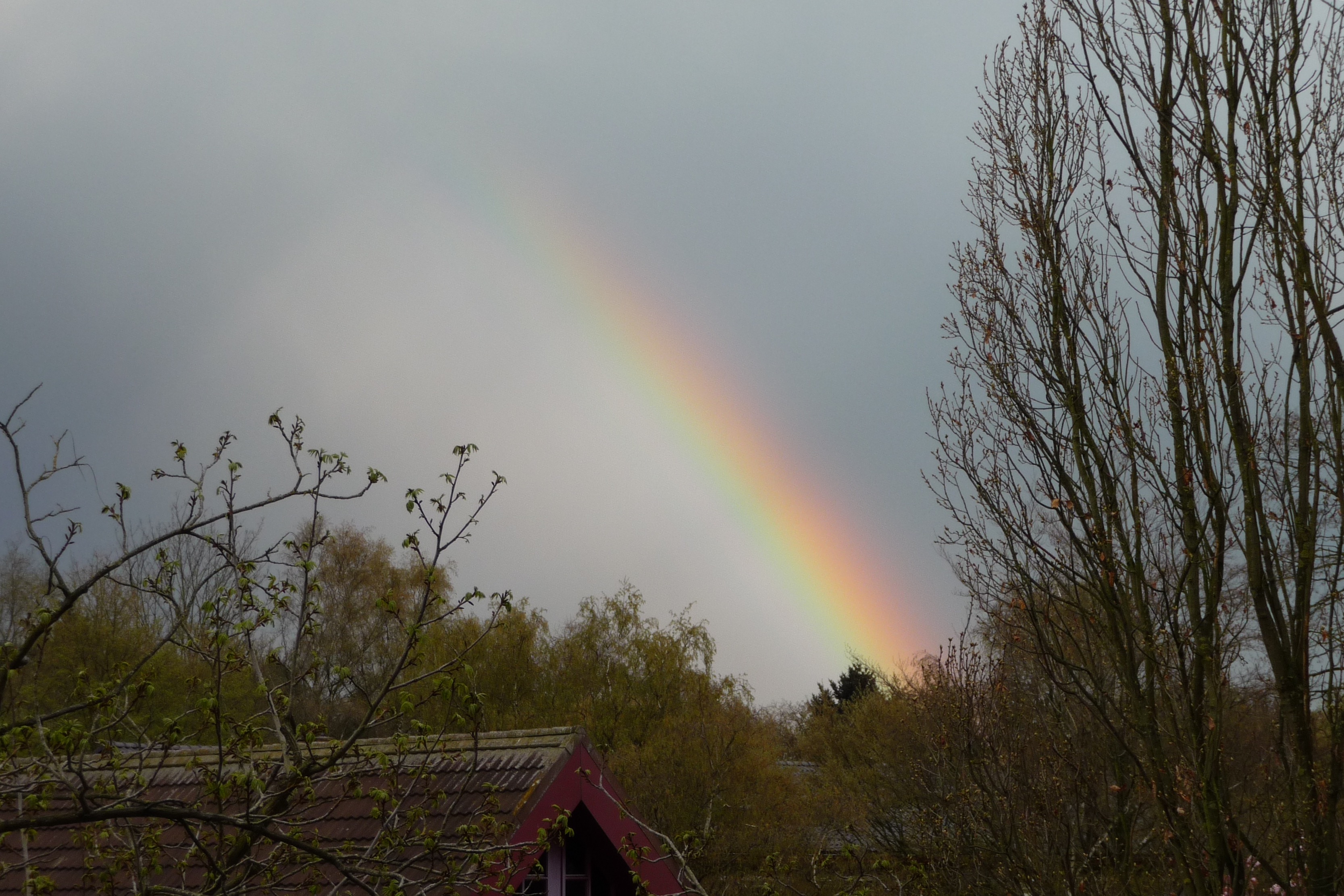 Regenboog