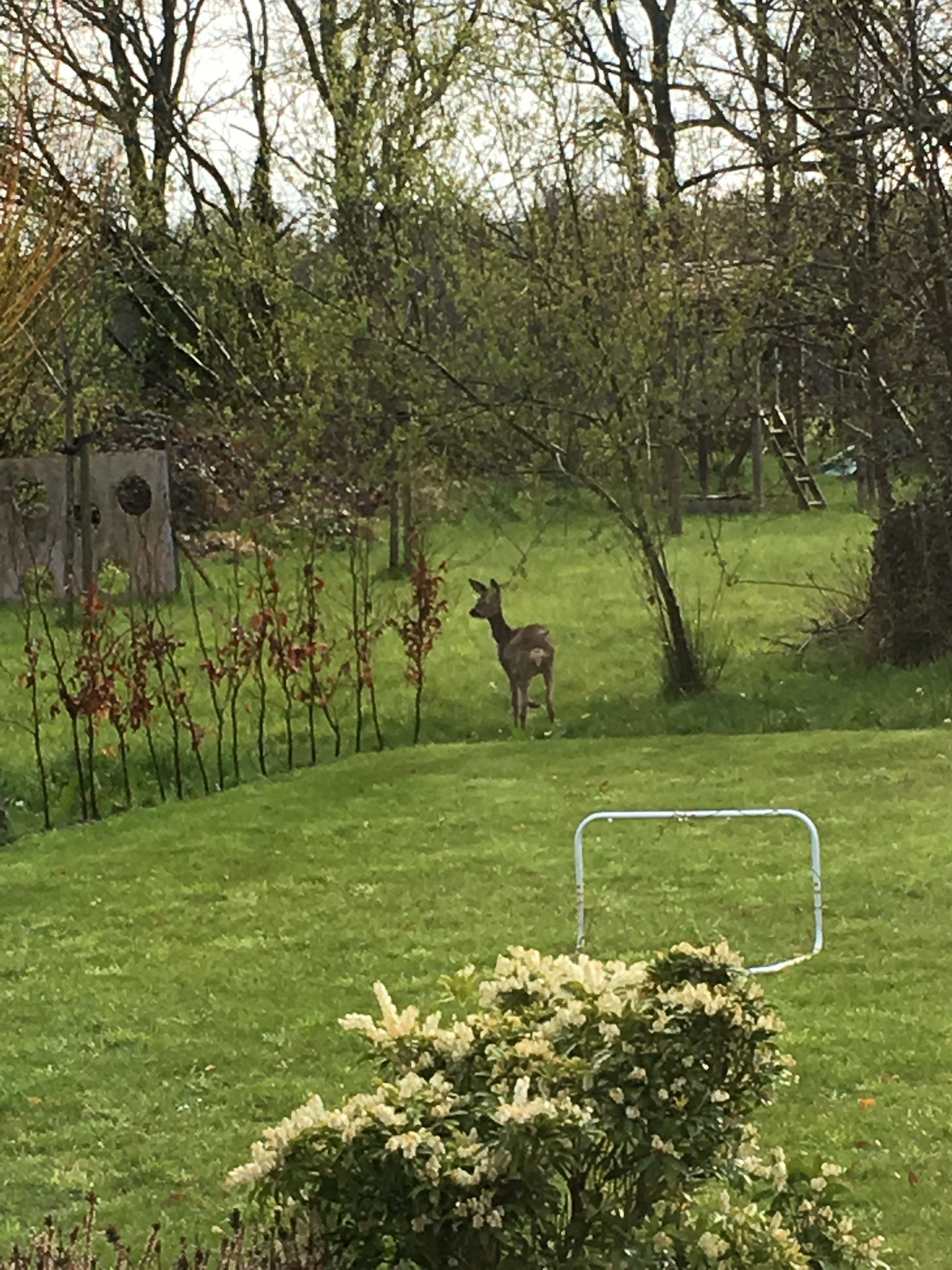 Ree in de tuin