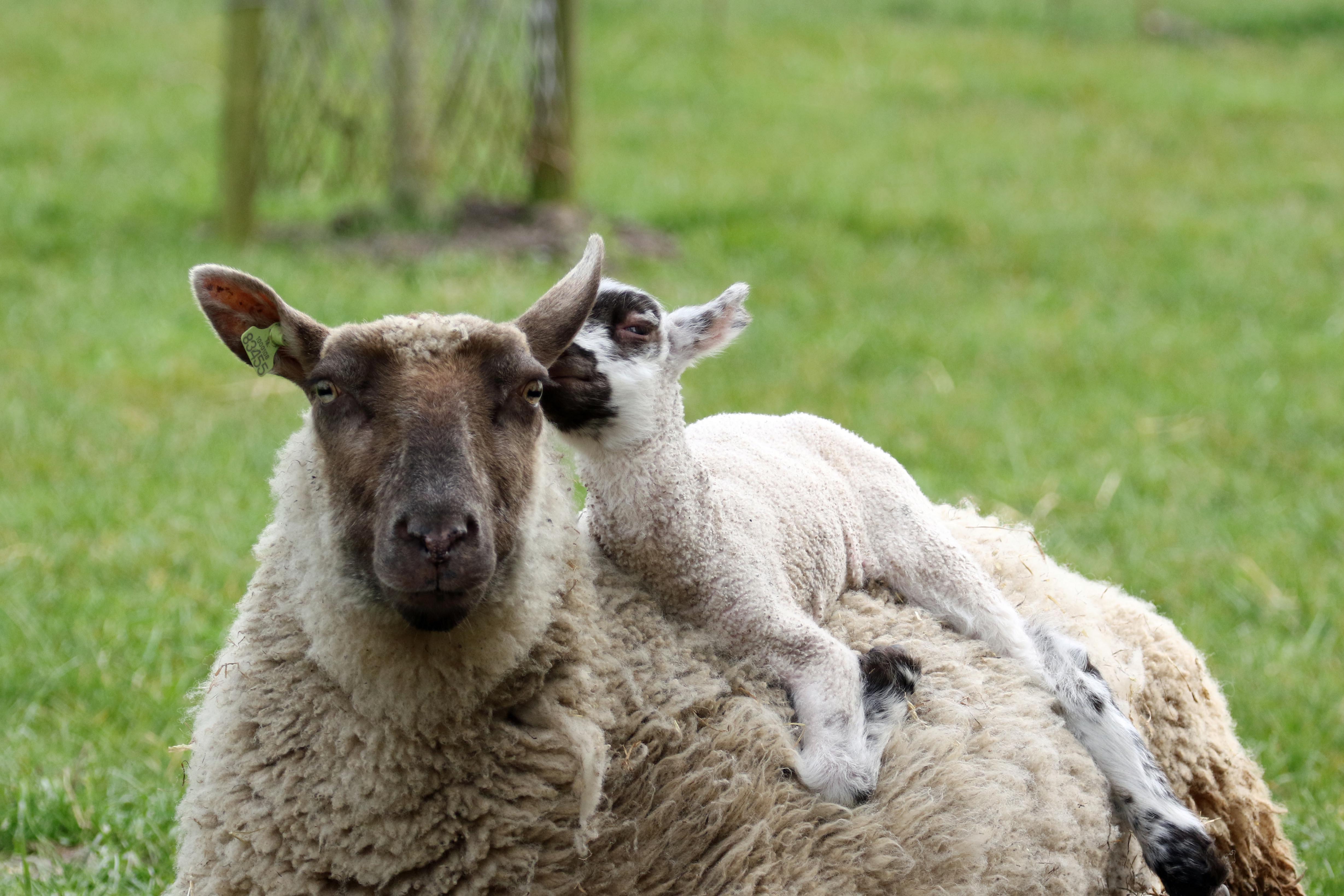 Ik vind je lief, mam