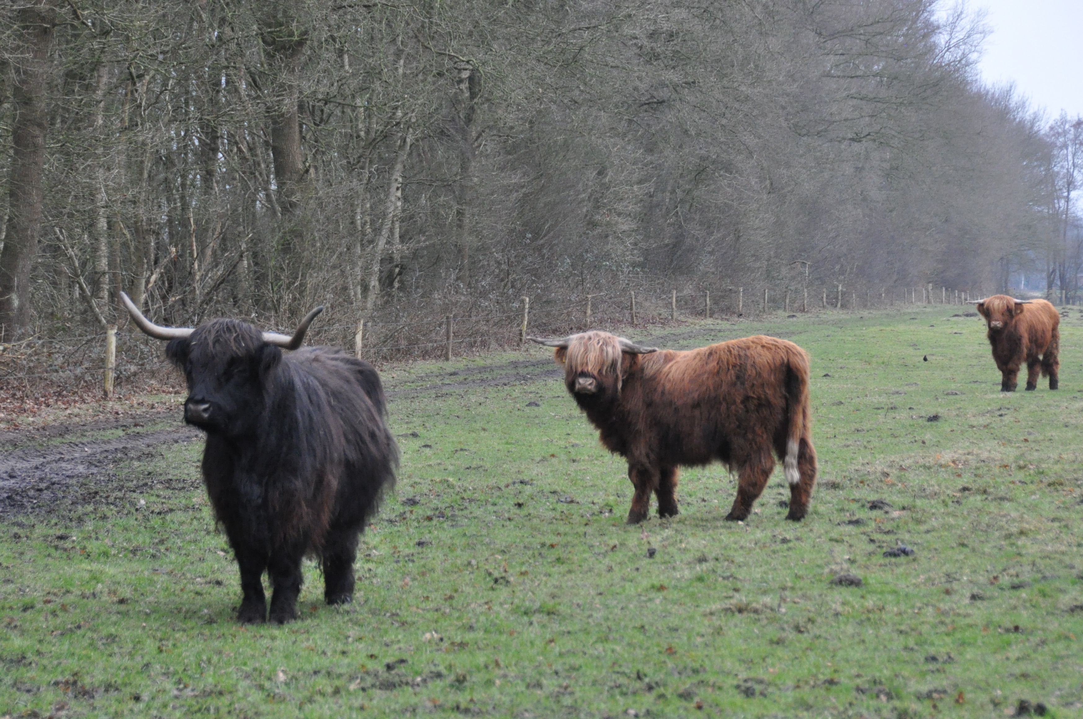 Schotse Hooglanders