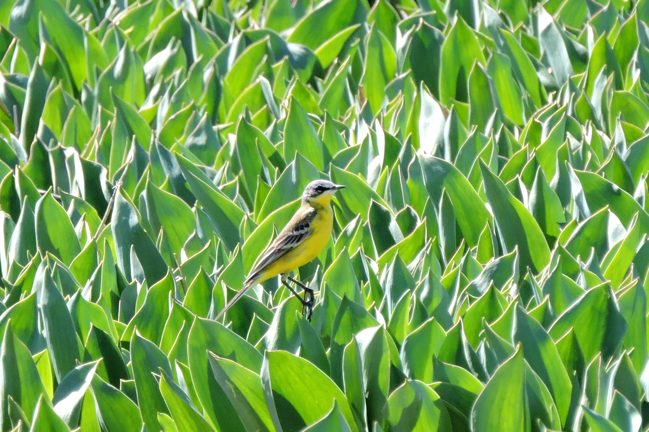 In een groen groen bollen bollenland