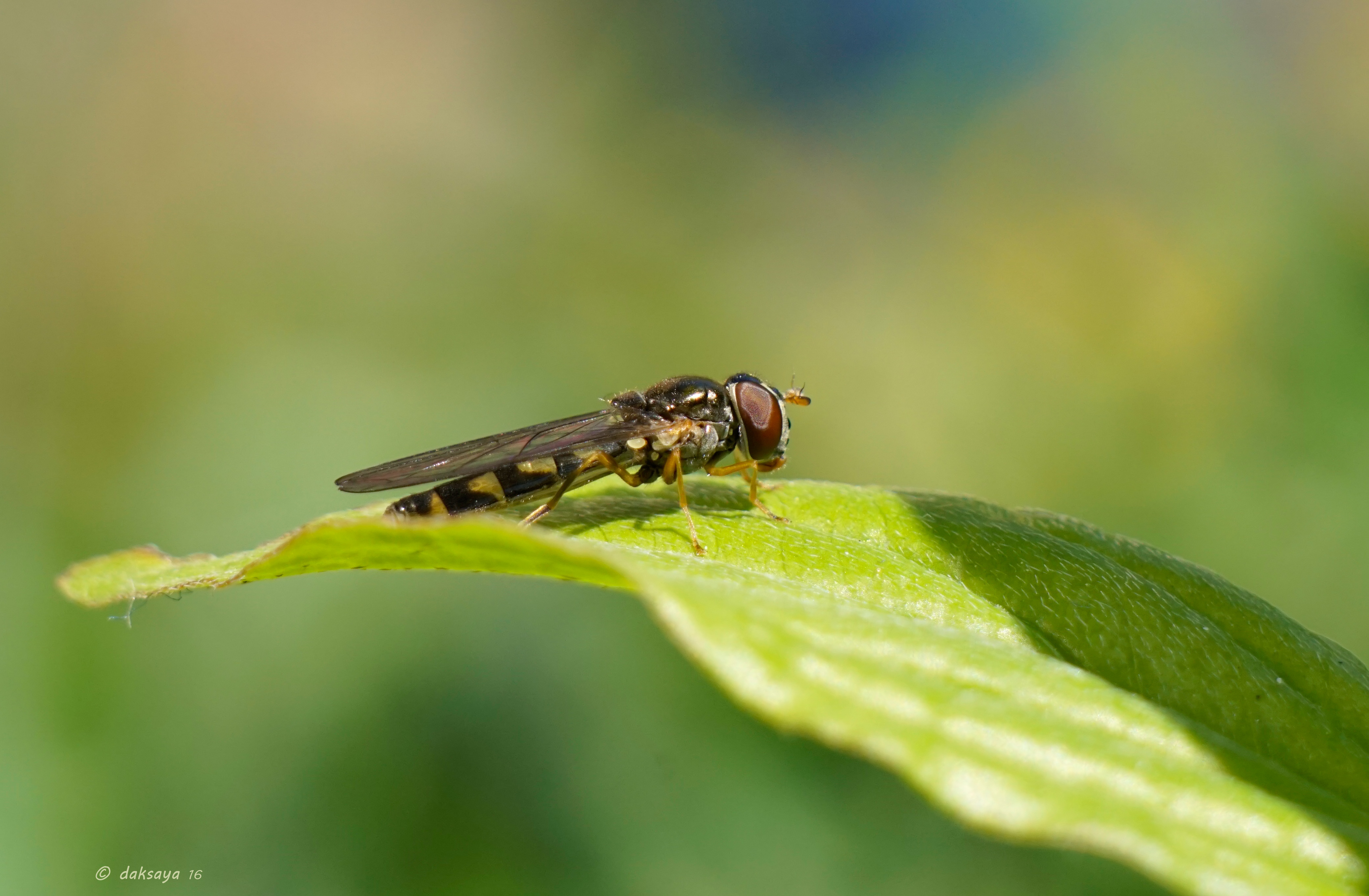 Gewone driehoekzweefvlieg