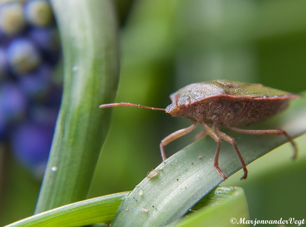 1 Wants = geen wants