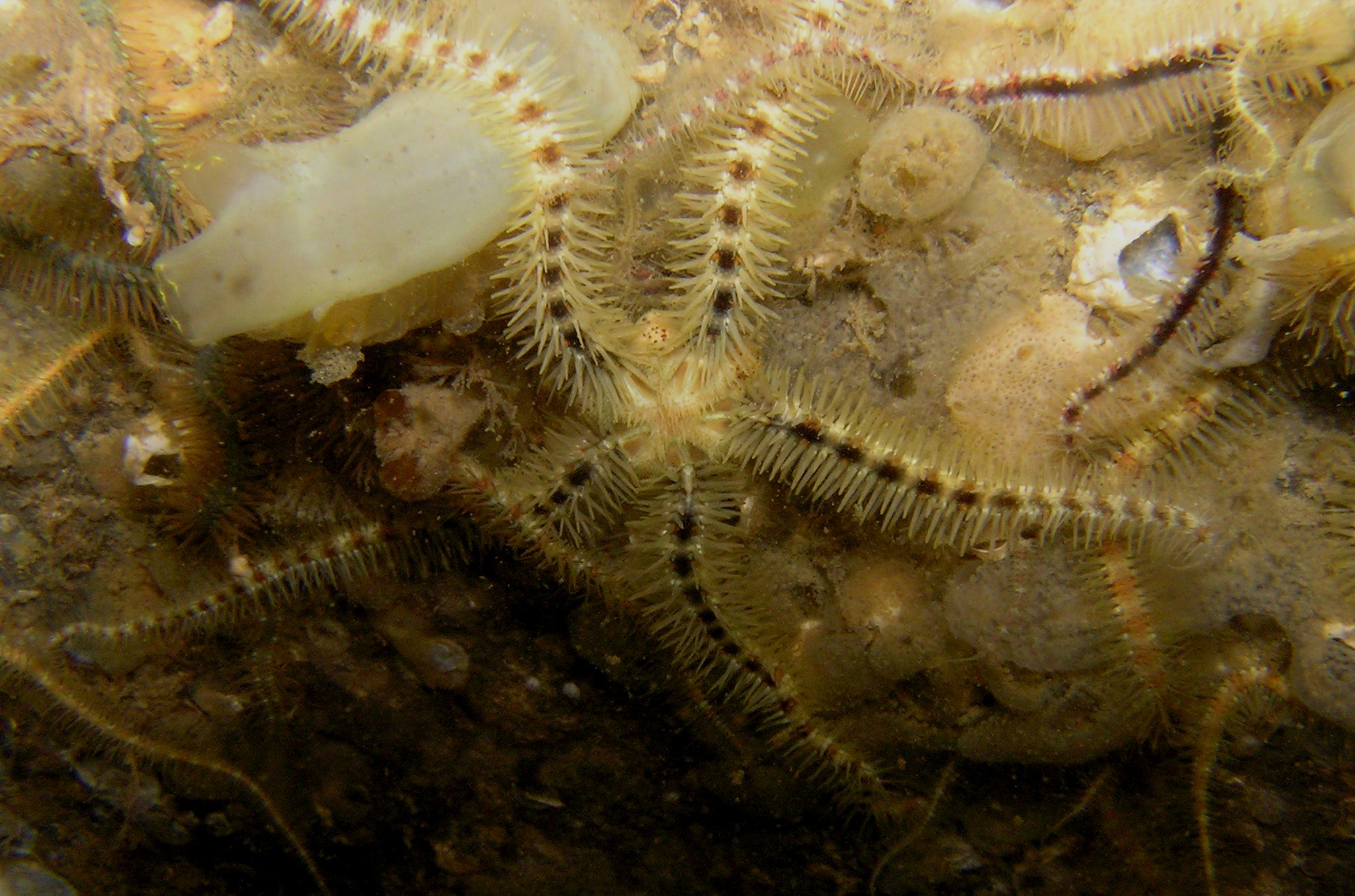 Slangster bij een zakpijp.