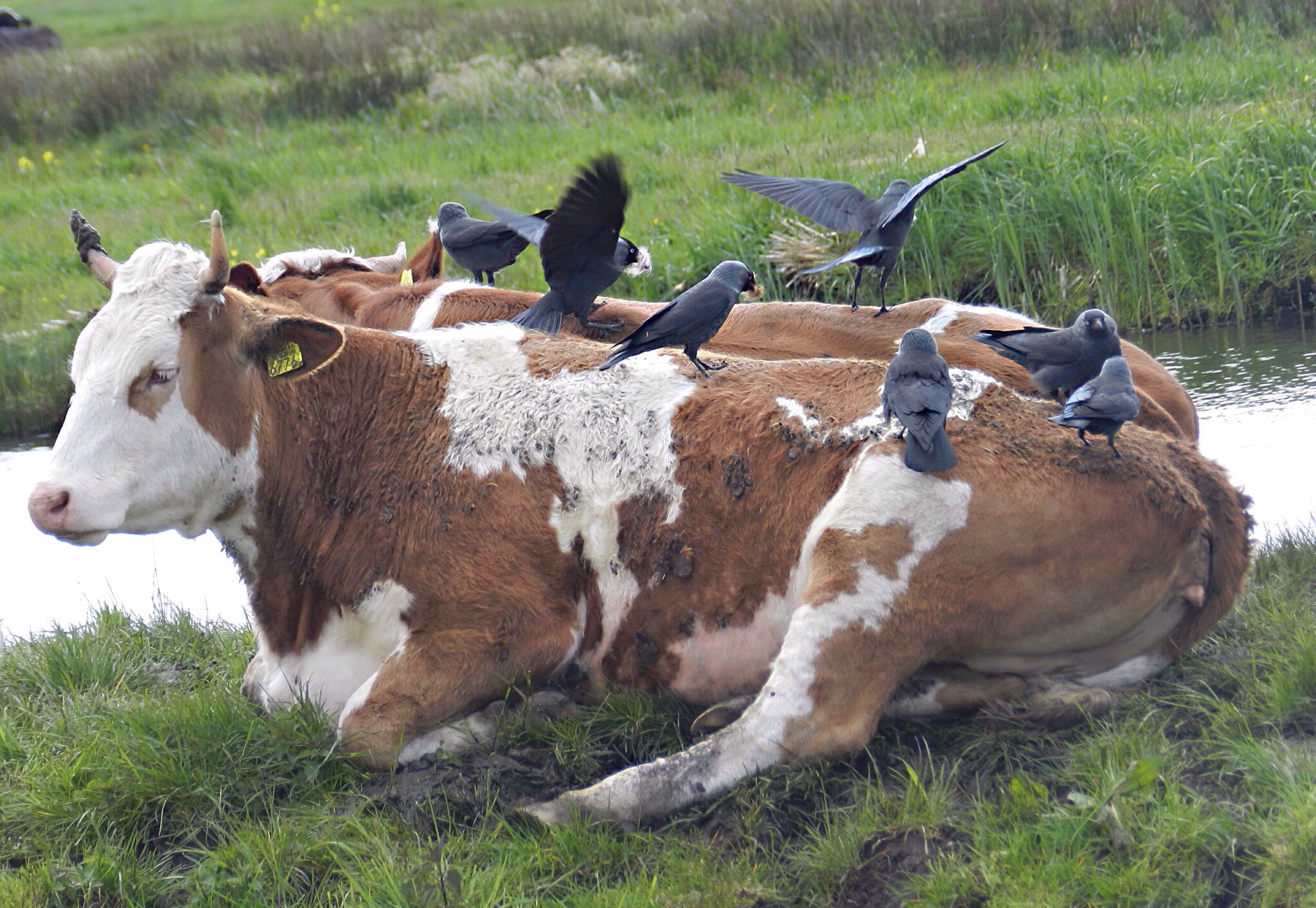 Roodbont nestmateriaal