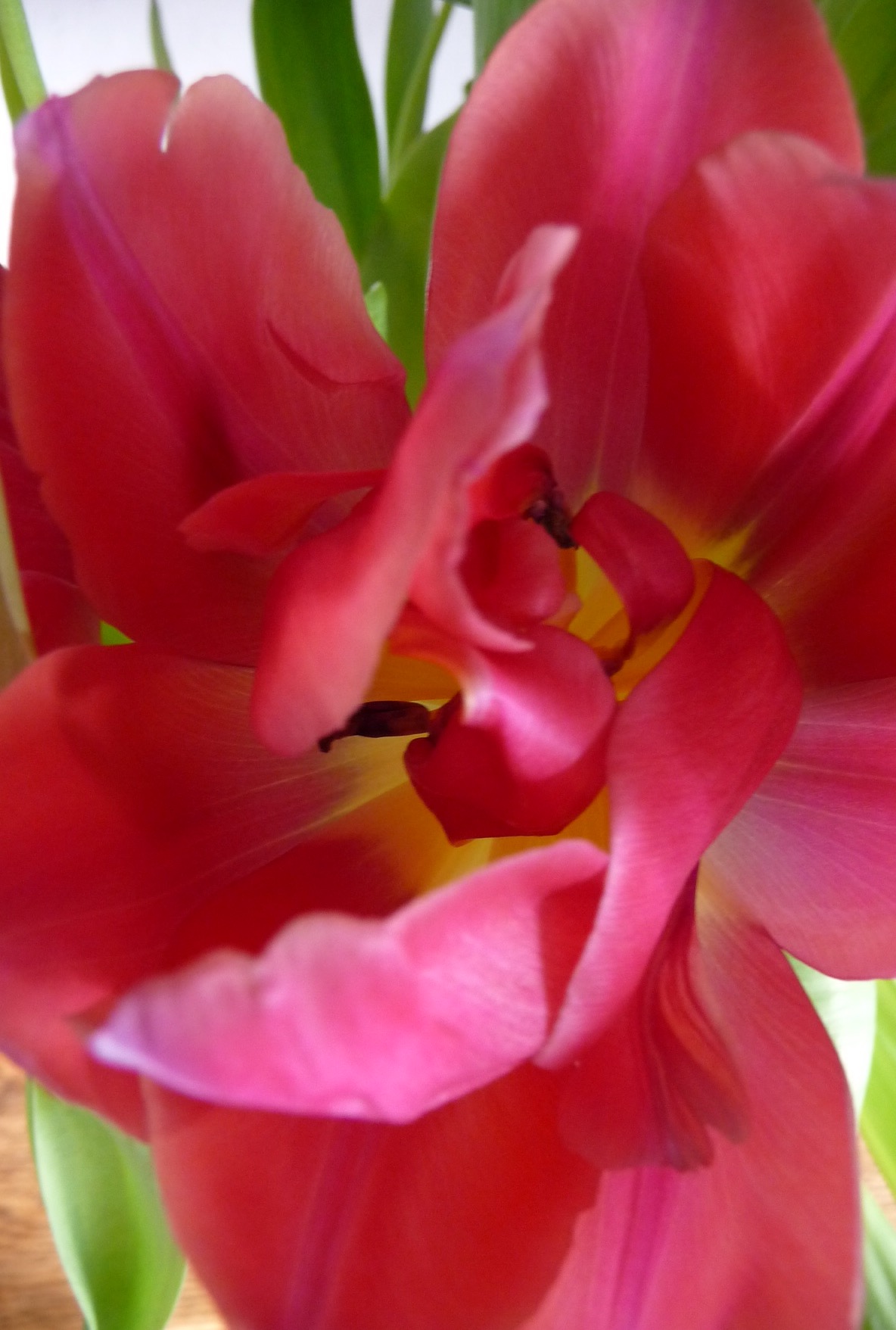 Tulp