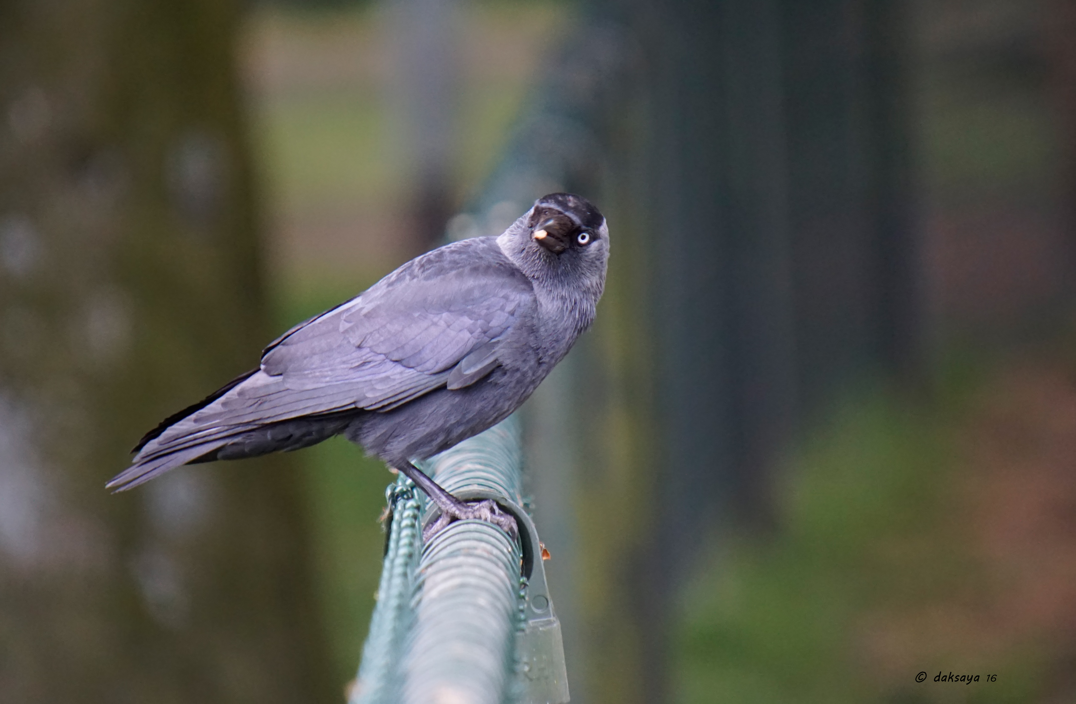 Ik heb weer wat te kauwen