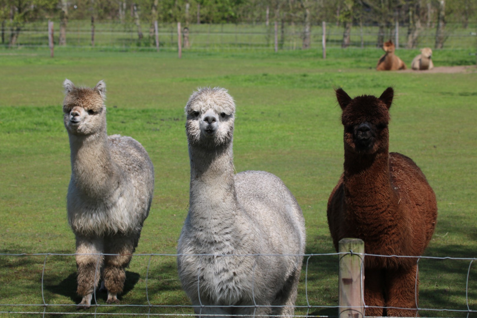 drie Alpacas