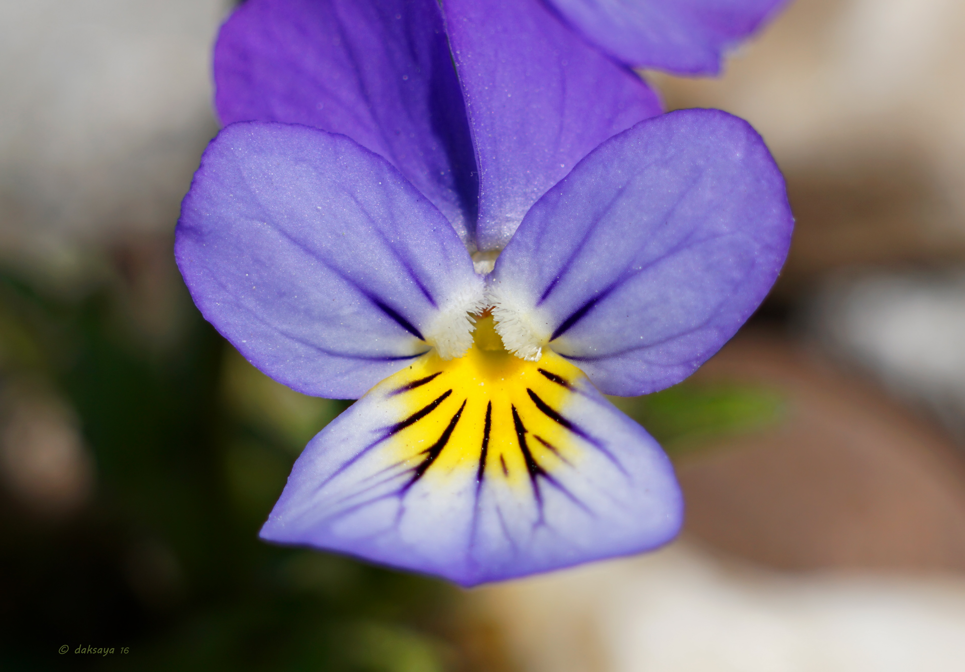 Driekleurig viooltje