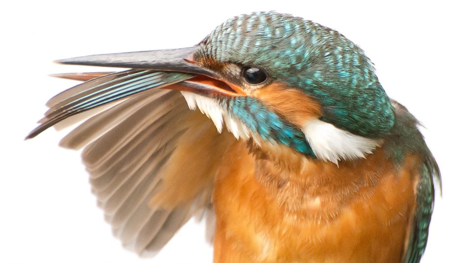 IJsvogel - Vogels - IJsvogel