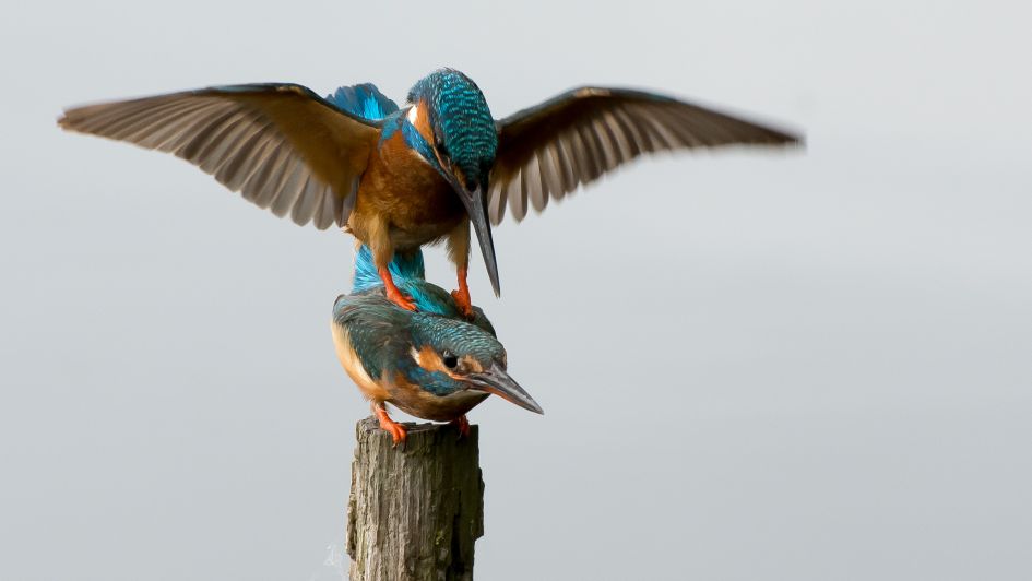 IJsvogel paring - Vogels - IJsvogel