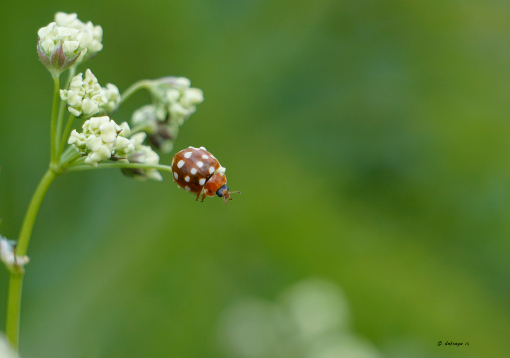 Roomvleklieveheersbeestje