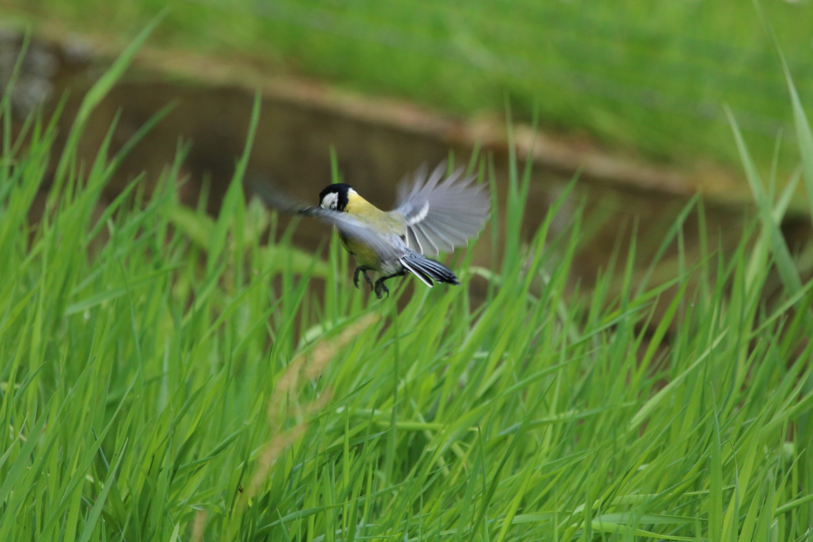 Koolmees als torenvalkje !