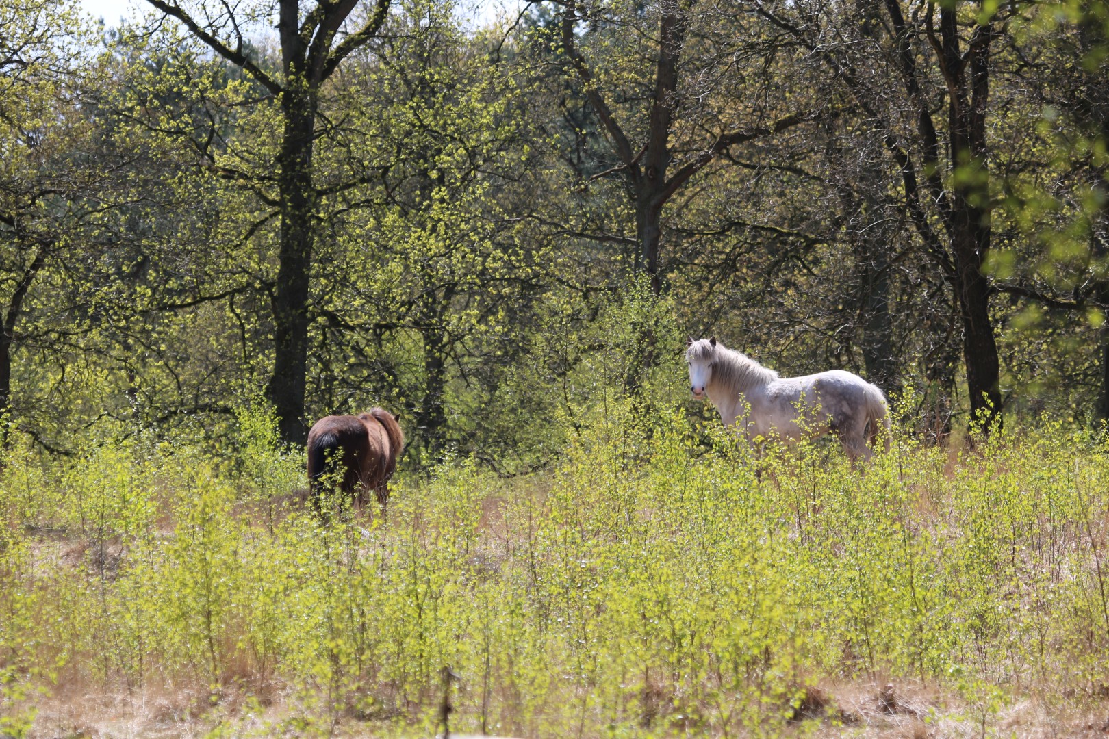 Paarden