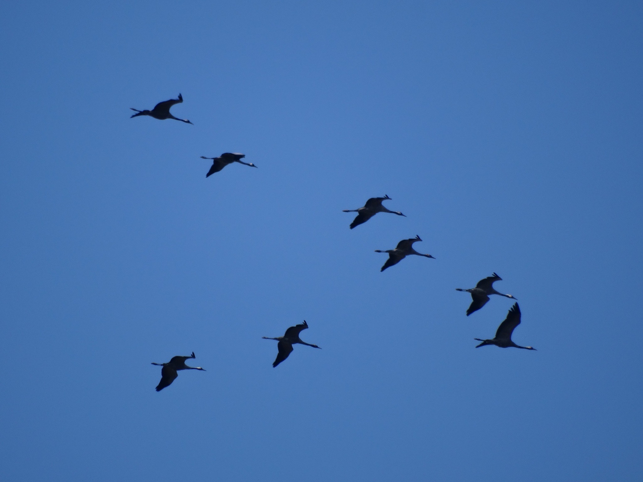 Kraanvogels 