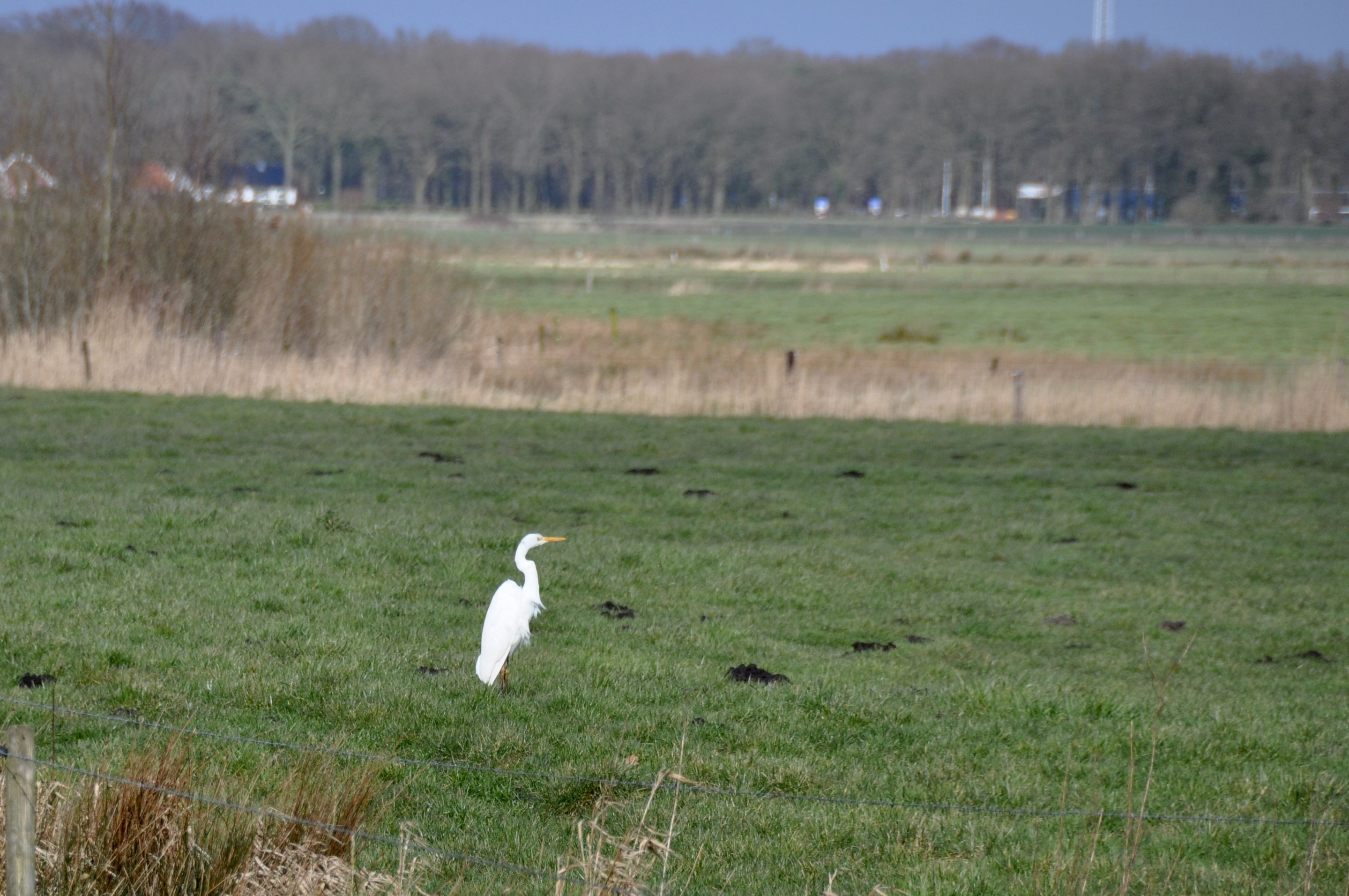 Witte reiger