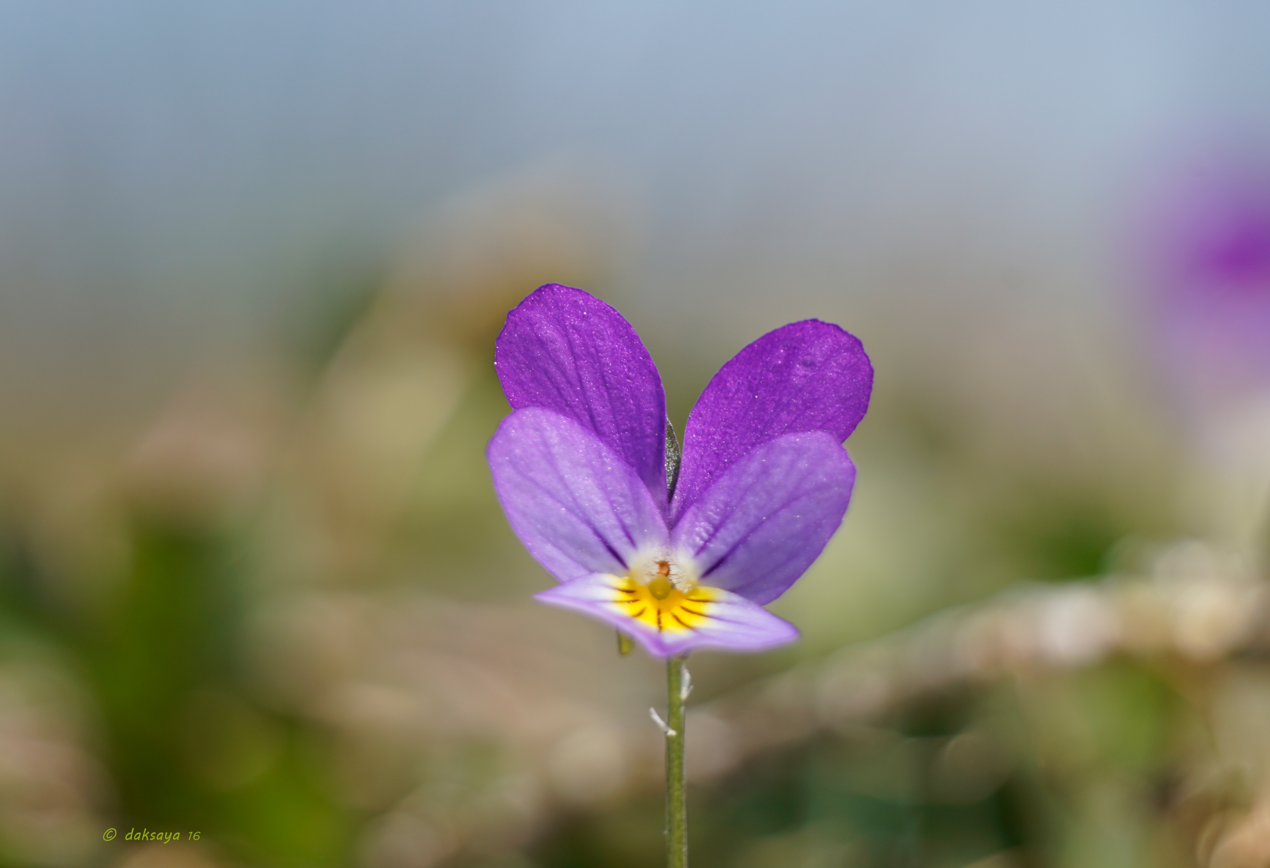 Driekleurig viooltje