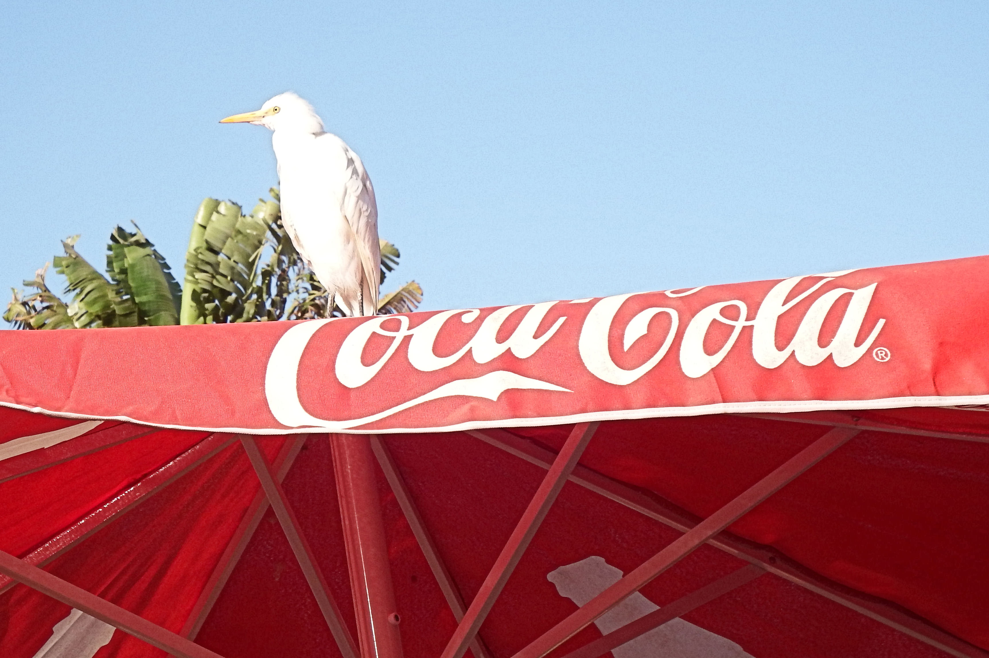 Coca Cola Koereiger.