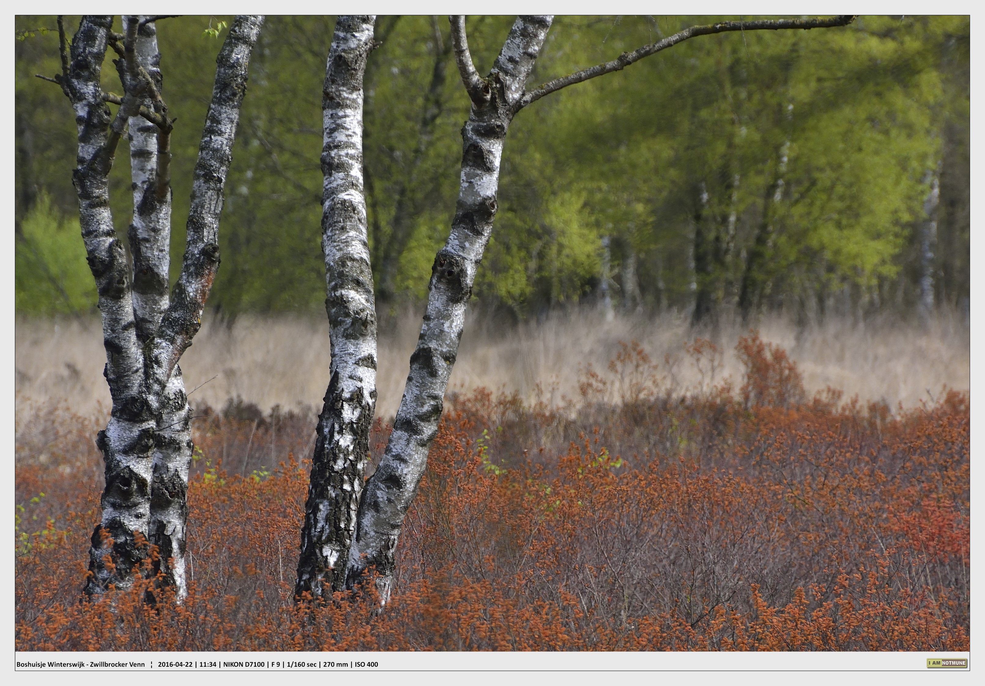 Gagel in Zwillbrocker Venn