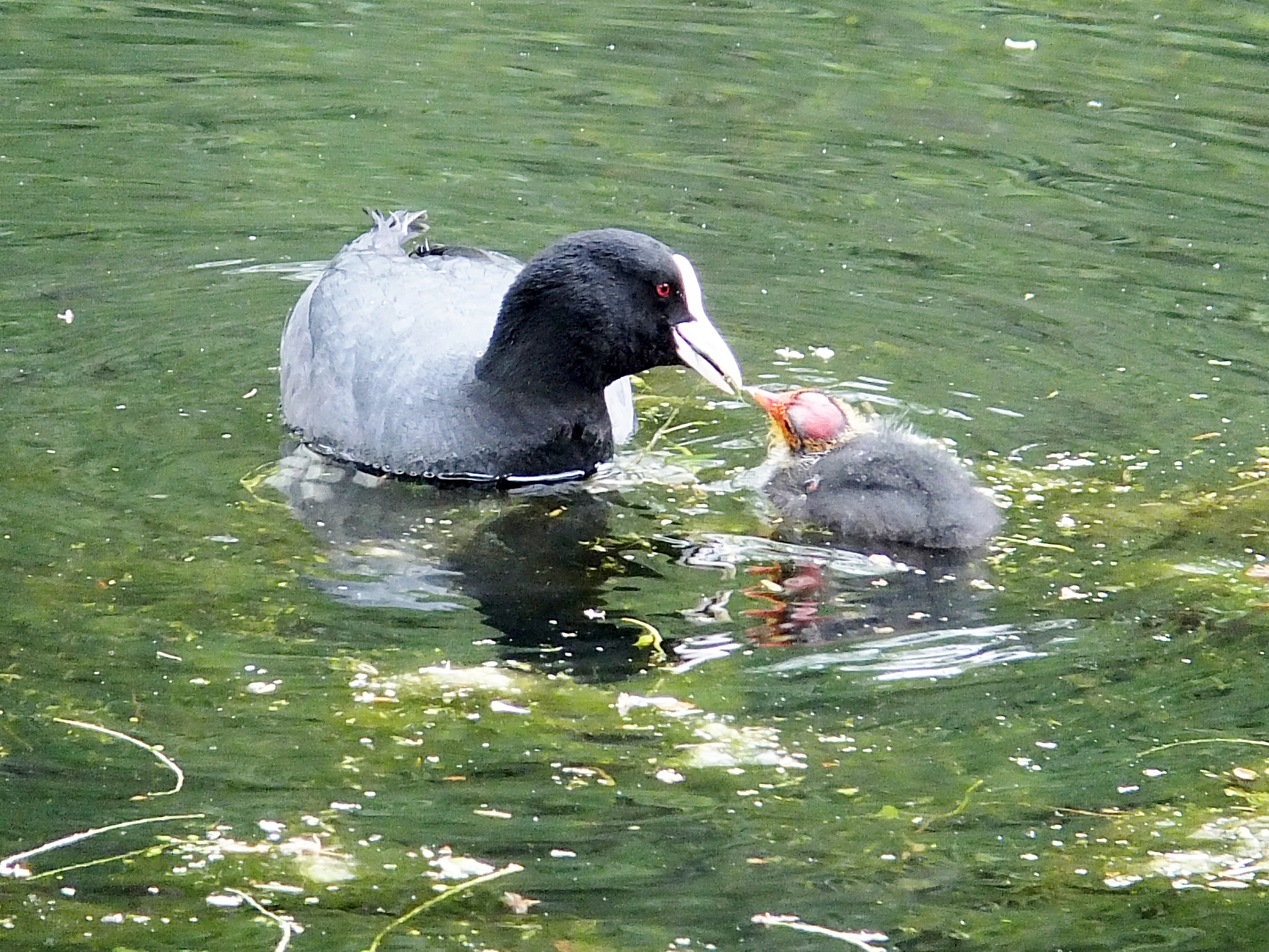 meerkoet met...