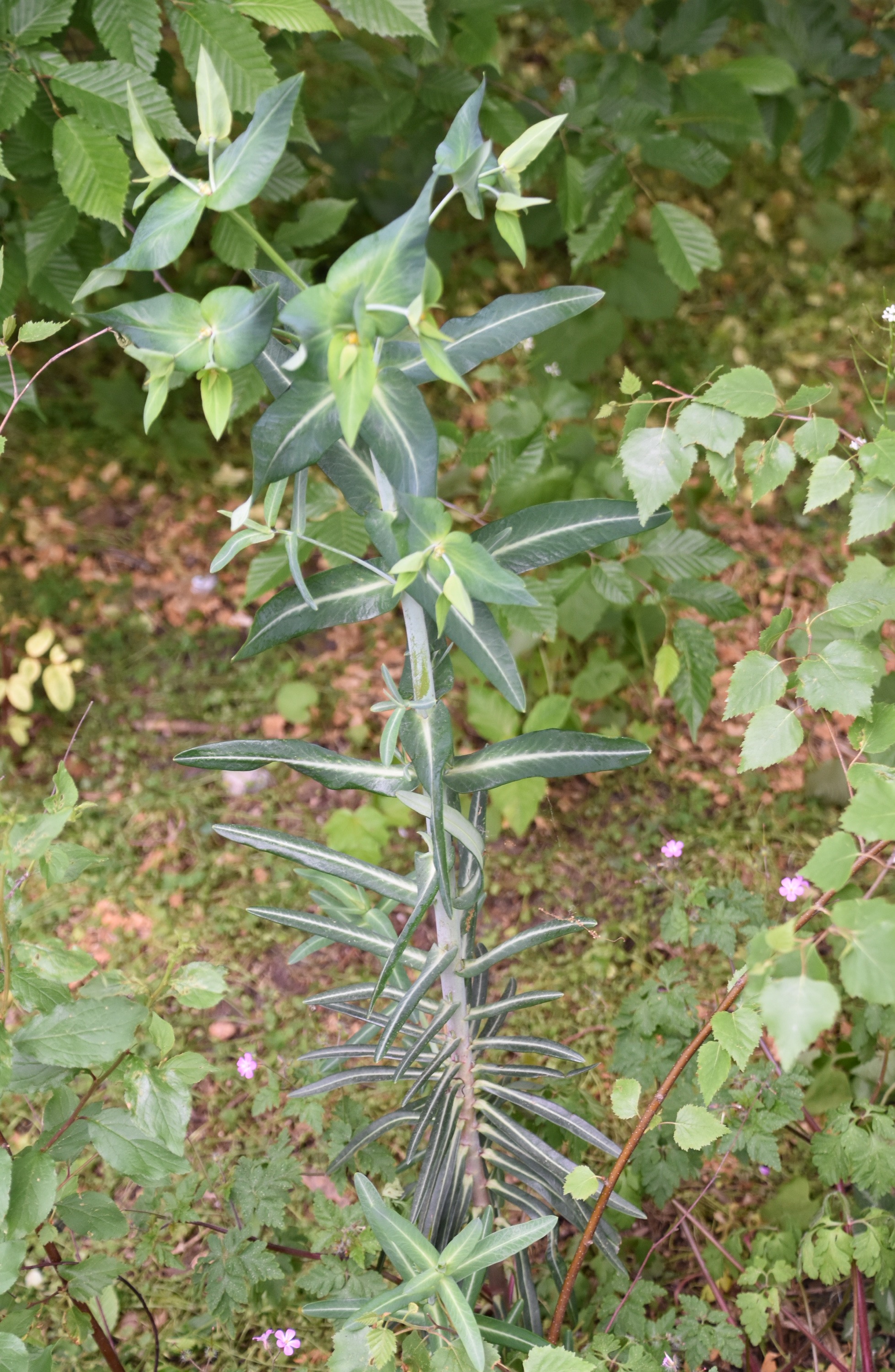 Kruisbladige wolfsmelk