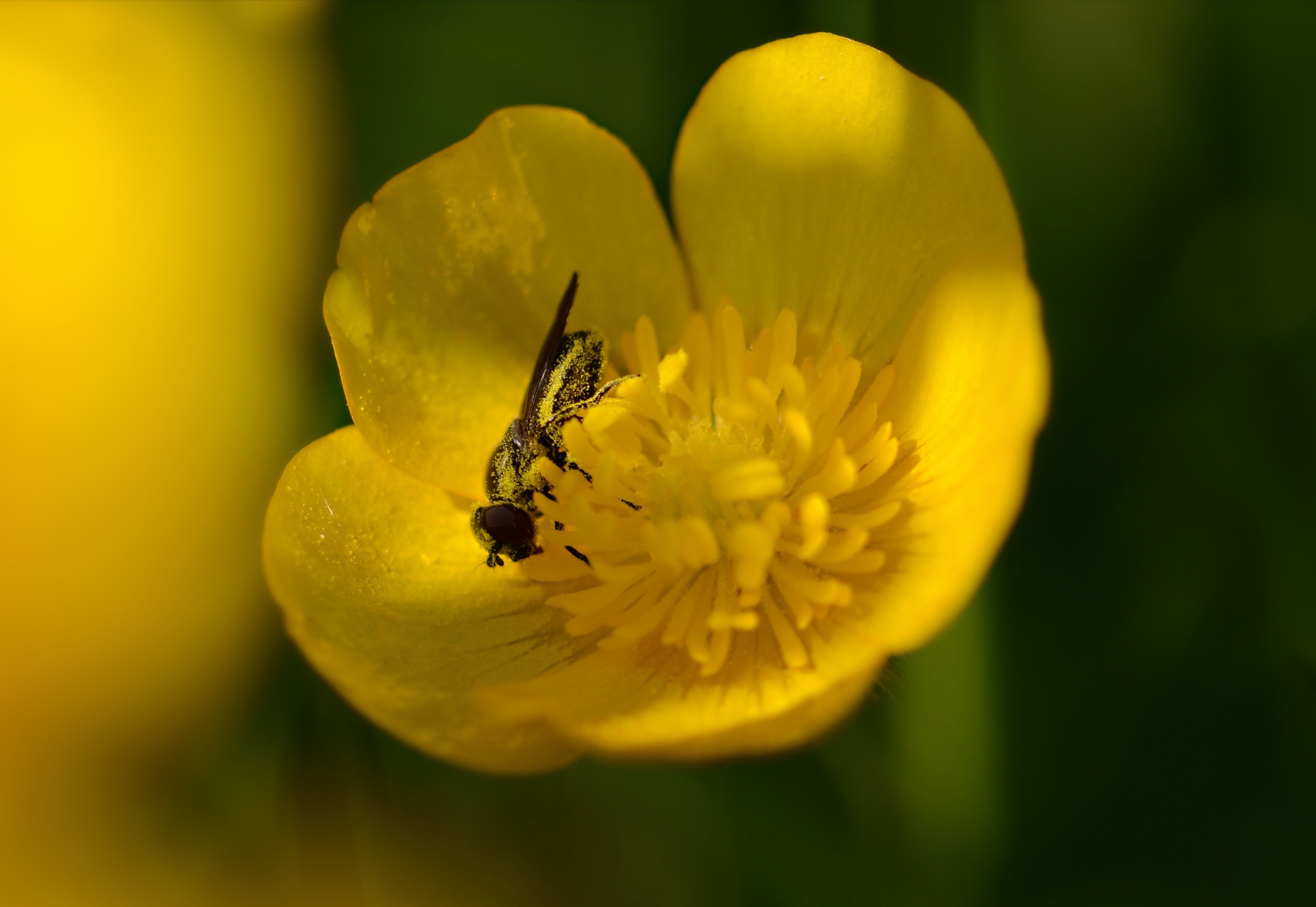 Met z'n neus in de Boter(bloem)
