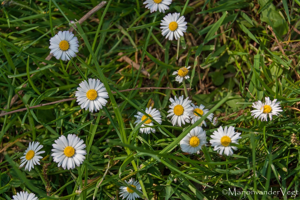 Liefje mijn madeliefje