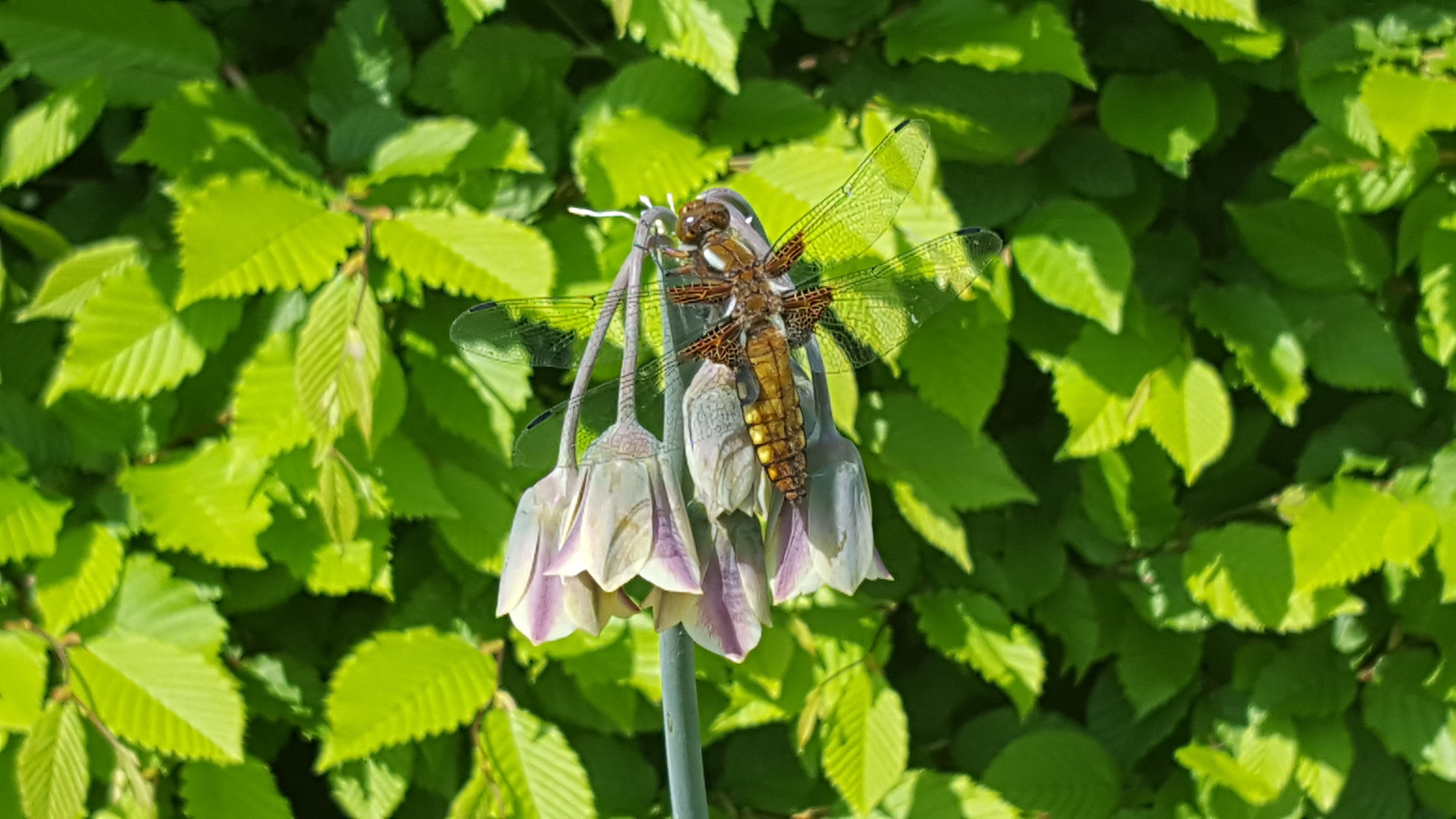 Libelle wesp