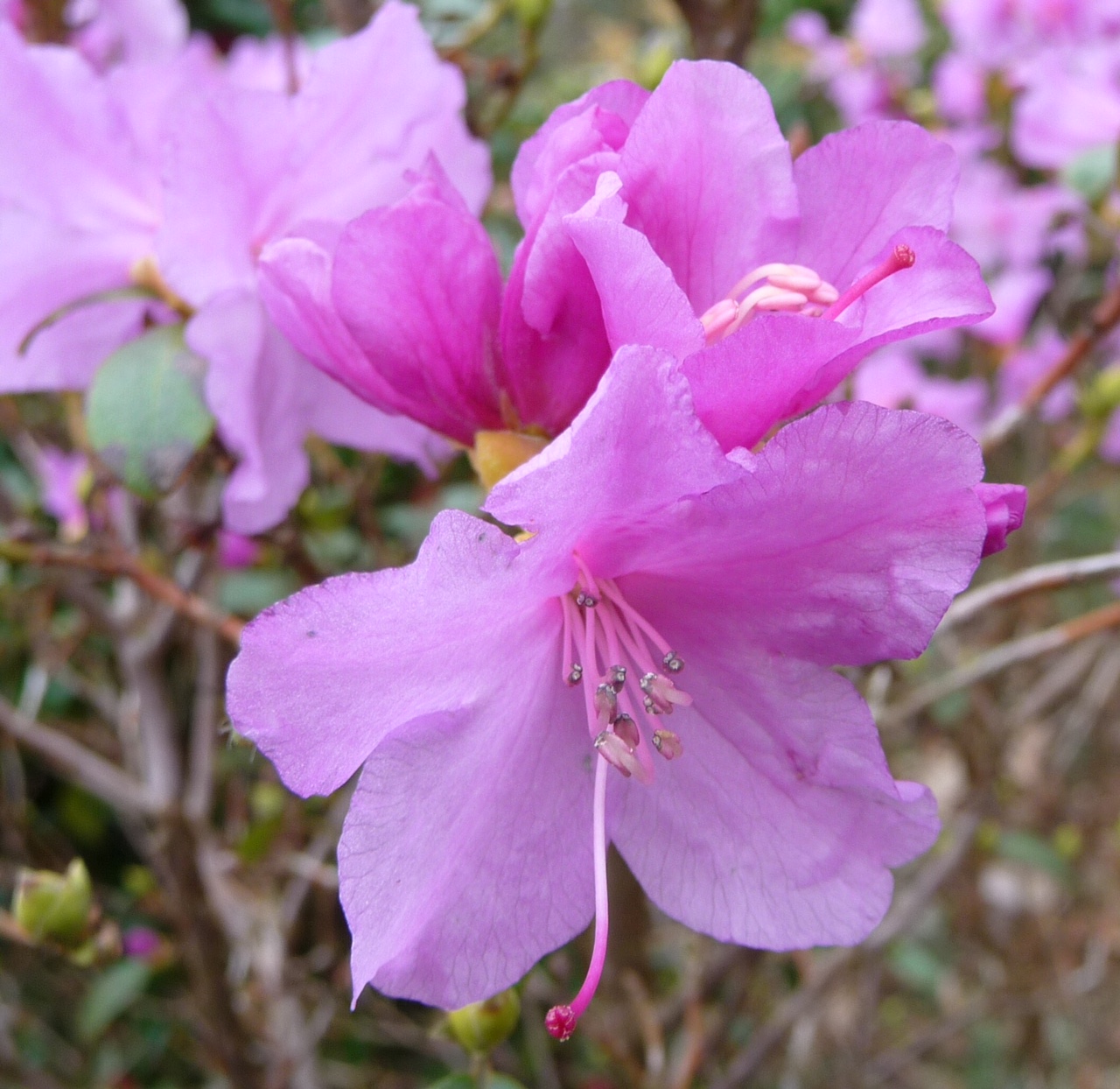 Roze azalea