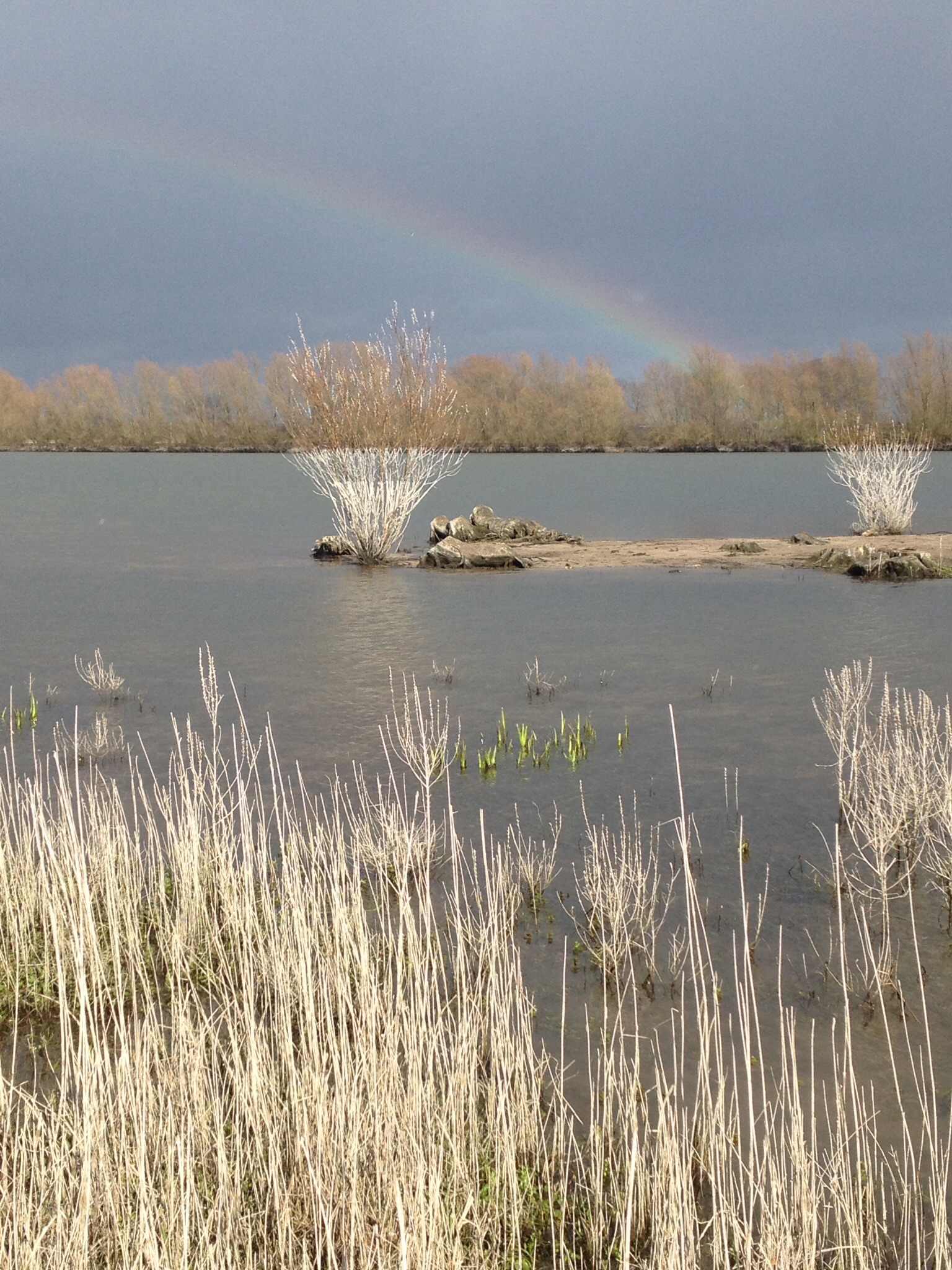 Uiterwaarden van de IJssel