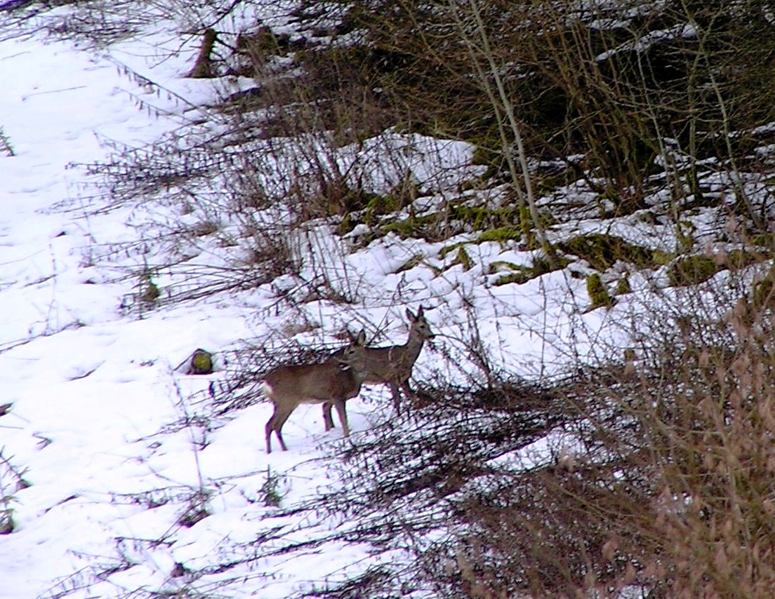 Reeën in de sneeuw