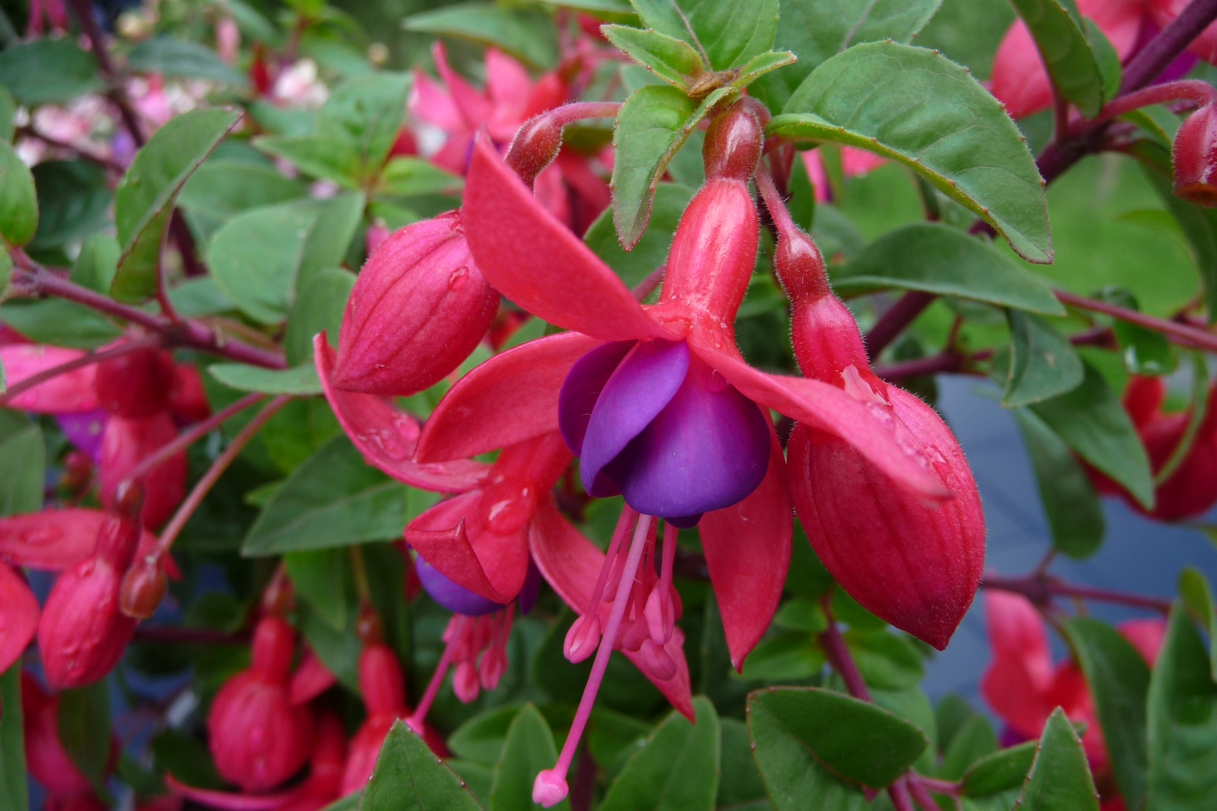 Fuchsia