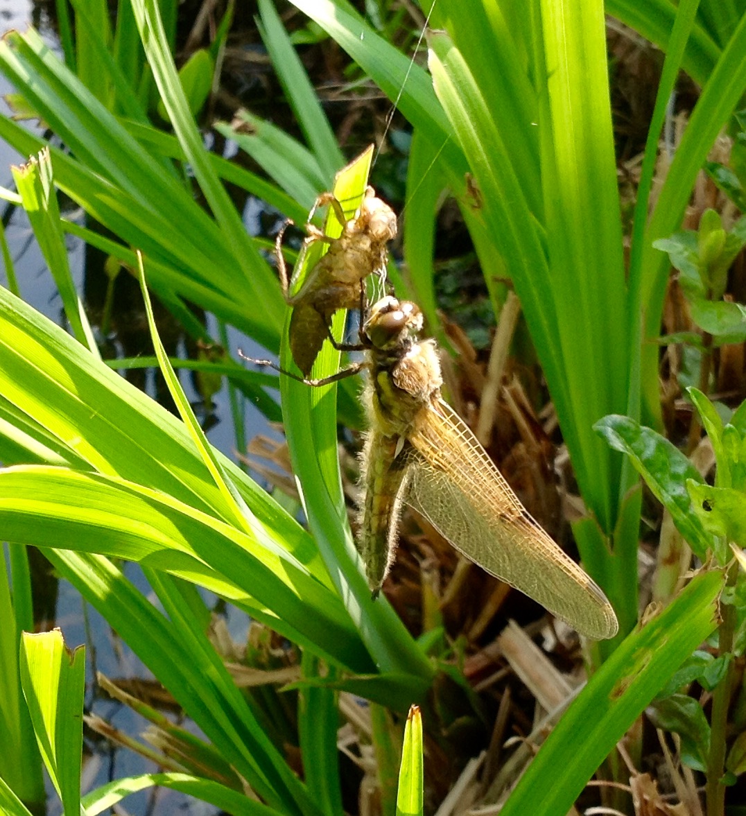 Libelle 