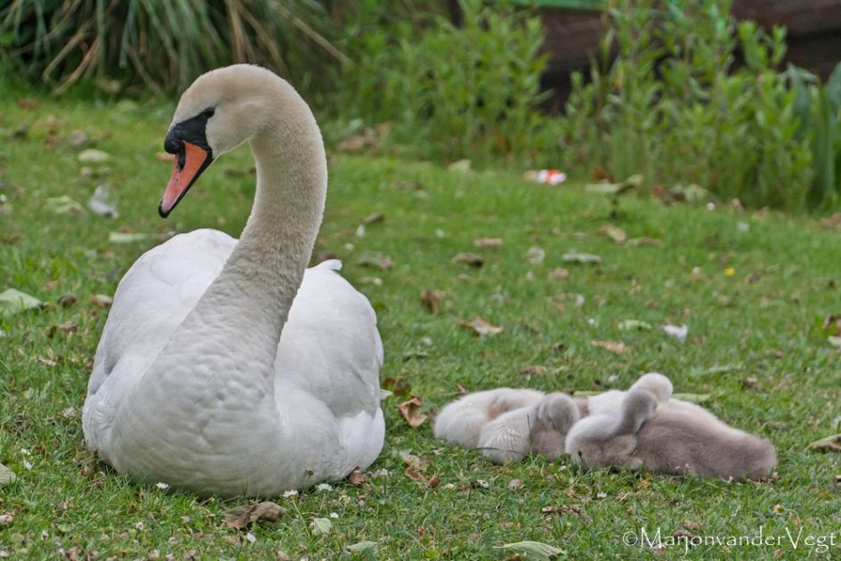 Trotse Moeder met kroost - Vogels - Zwanen