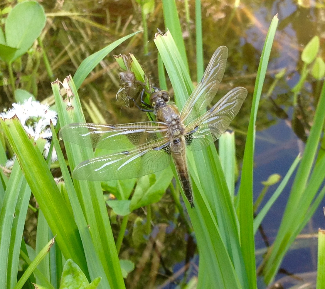Libelle 2