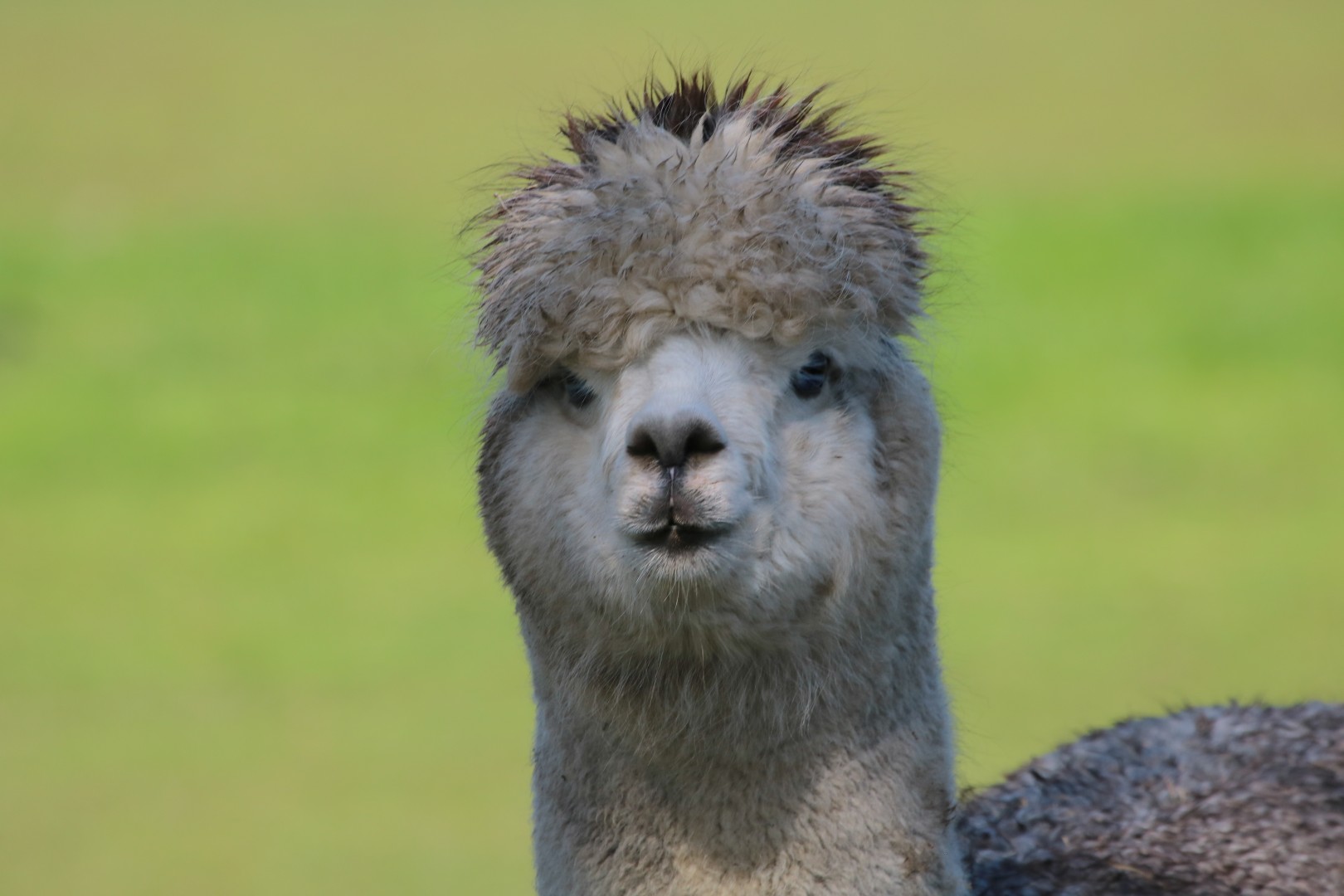 Alpaca