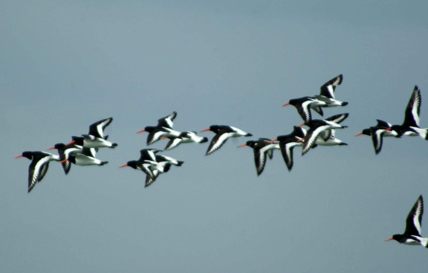 vliegende scholeksters