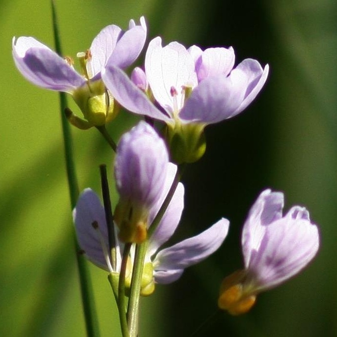 Onbekend bloemetje aan de waterkant. 