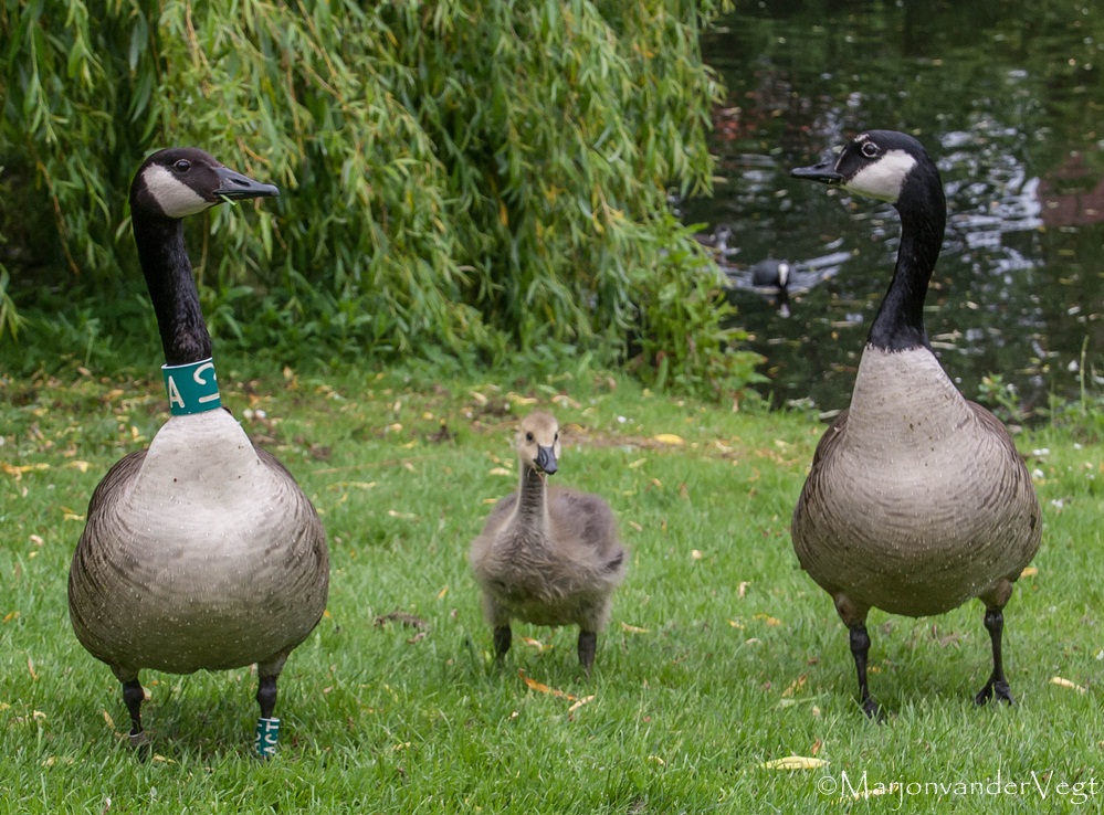 Trotse Canadese ouders