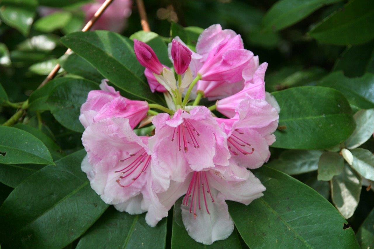 Rhododendron