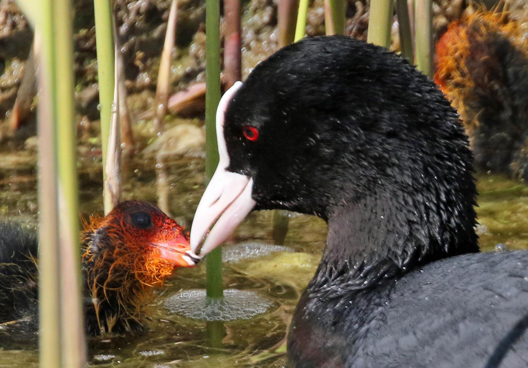 Hapje voor de kleine