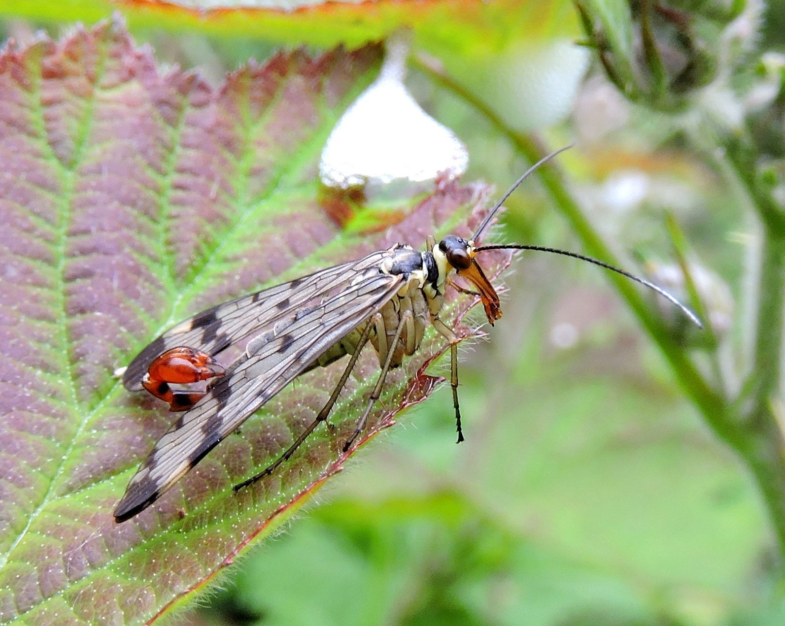 Gevaarlijke uitstraling
