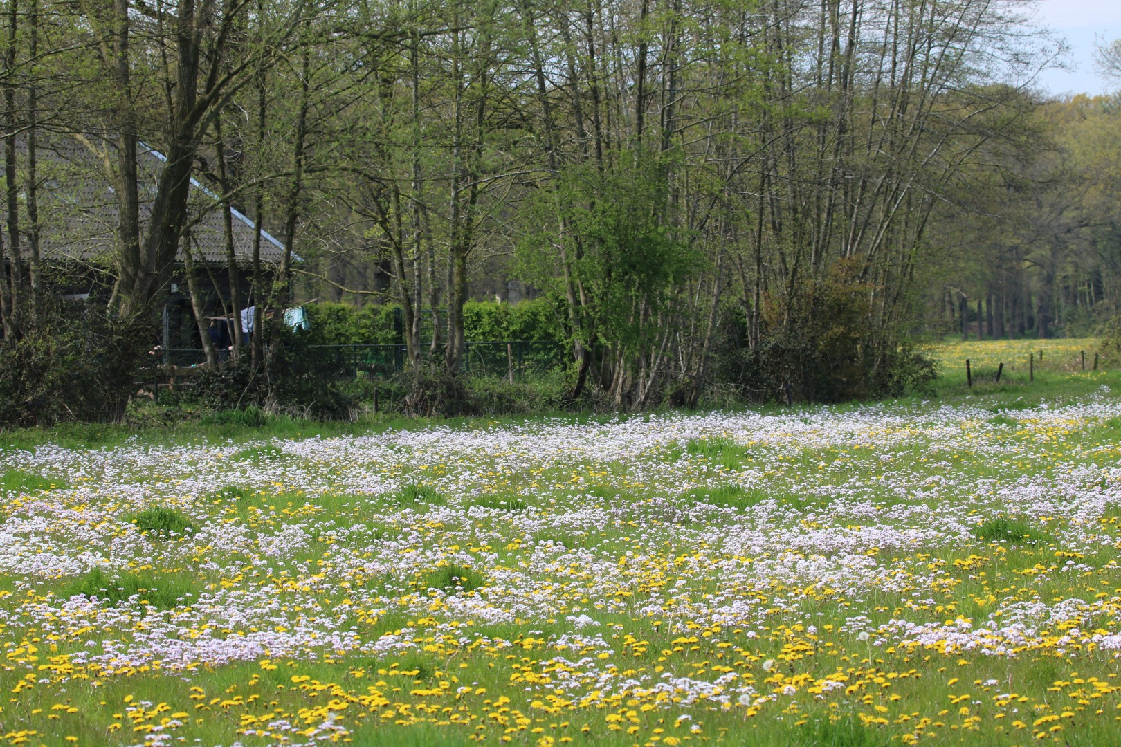 Pinkster en paardebloemen