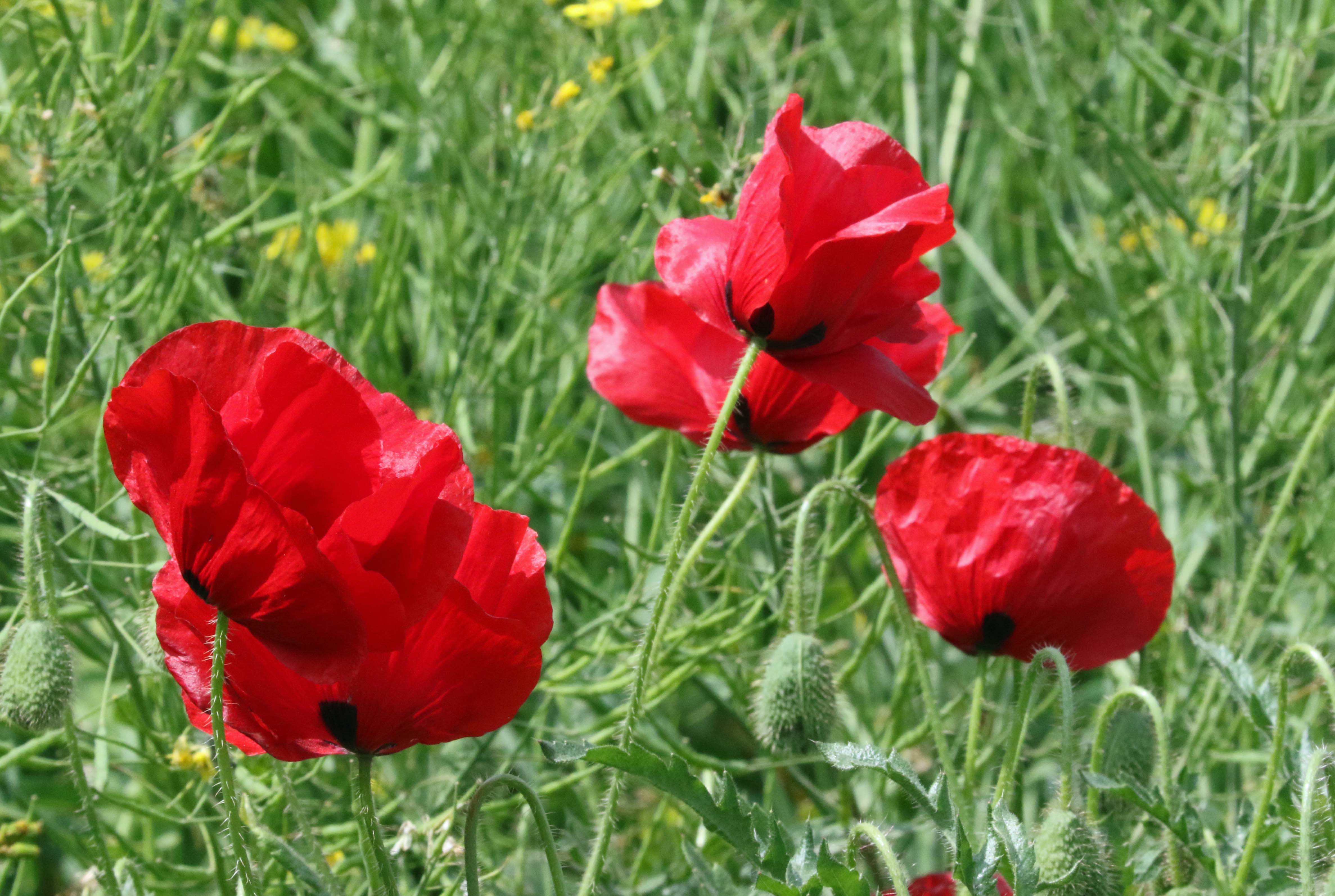 Daar word je vrolijk van