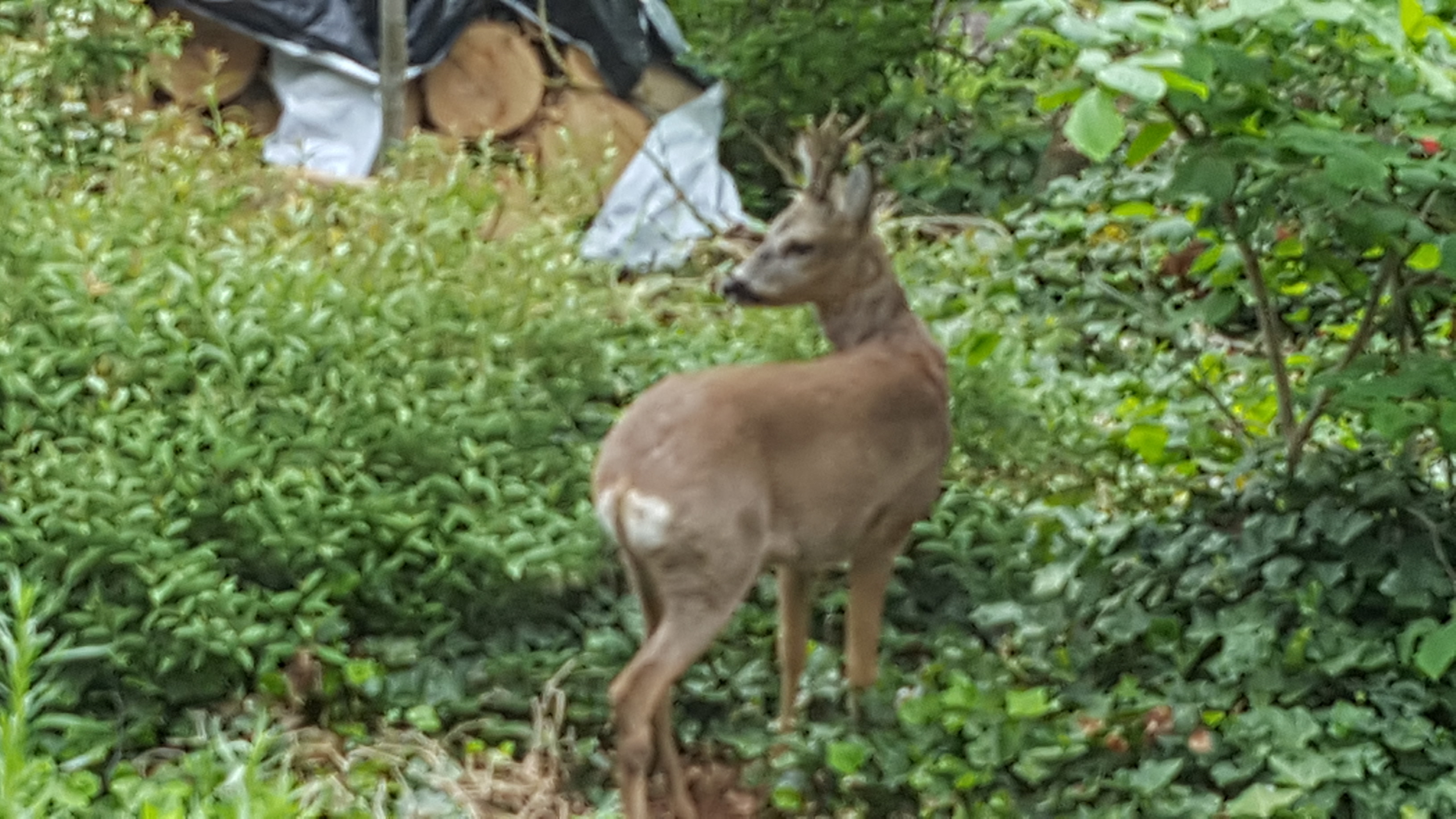 Ree bok in tuin